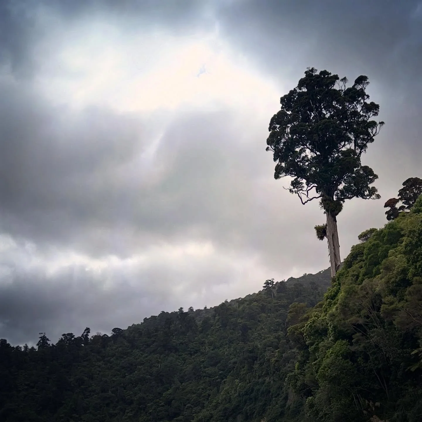 Outstanding Northern rātā #nztrees #nzrātā #remutakaforestpark #orongorongovalley