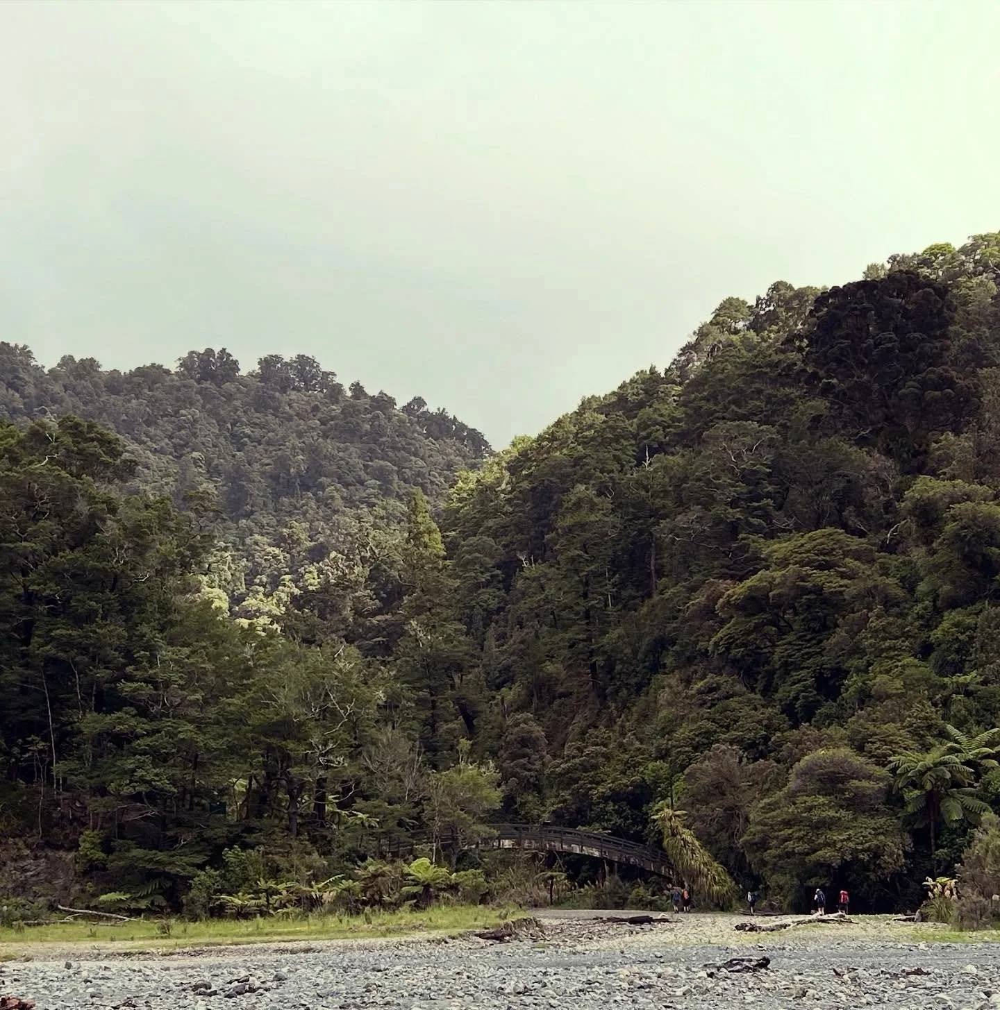 The Orongorongo Valley is a busy place.  #nztramping #remutakaforestpark