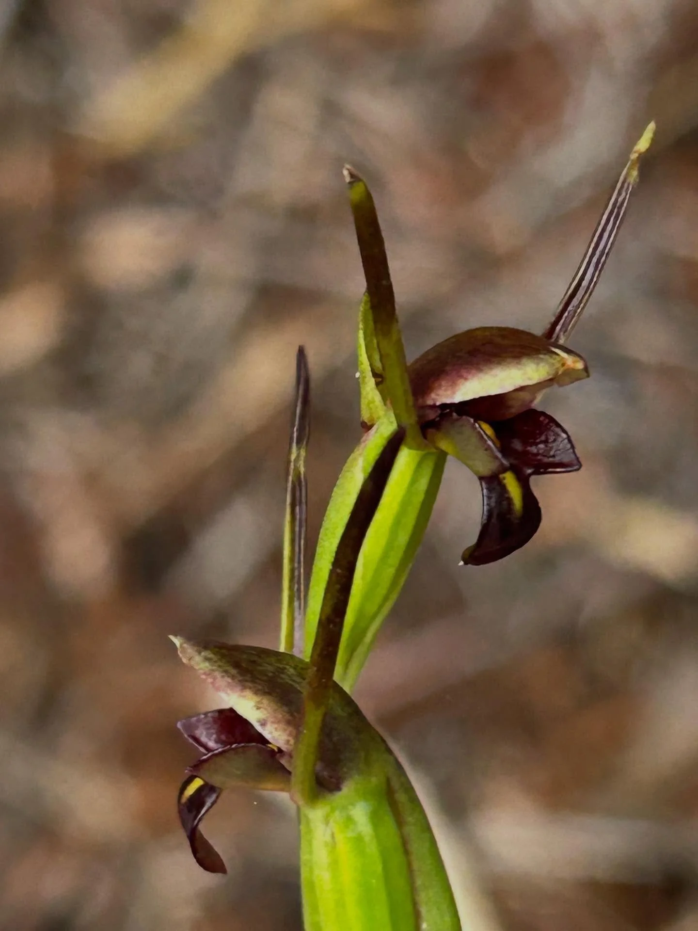 When the track is tough going and the track clearers seem to have whacked down all the native orchids, an orchid that&rsquo;s escaped this fate is a real joy. This is a New Zealand horned orchid Orthoceras novaezeelandiae #nzorchids #alwaysbenaturing