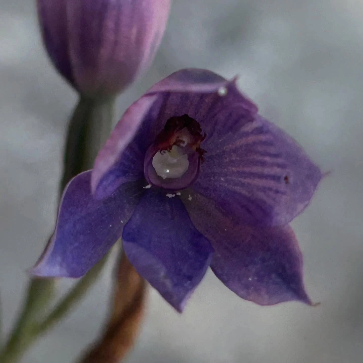 A lone sun orchid encouraged me on the second day of the Aotea track. #nzorchids #thelymitrapulchella #aoteagreatbarrierisland
