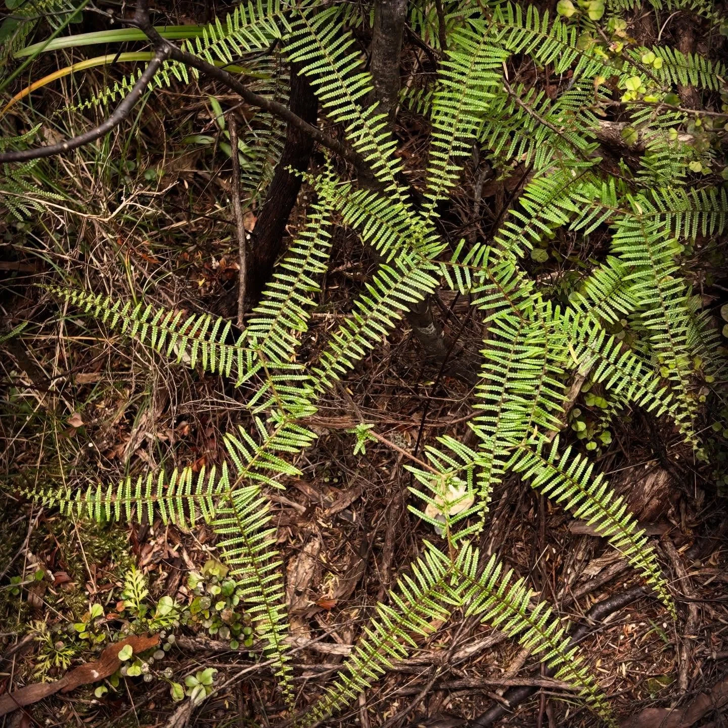 Not sure which tangle fern this is , but the name Waewae-kākā (meaning kākā feet) seems very appropriate. Especially with so many kākā on this island. #aoteagreatbarrierisland #tanglefern #waewaekākā