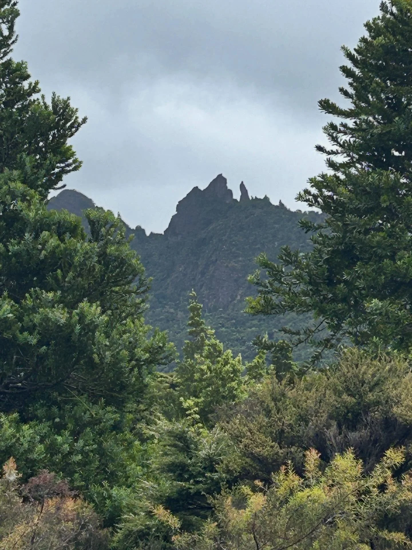 The promise of a steep climb and the gift of a view. #aoteatrack #greatbarrierisland