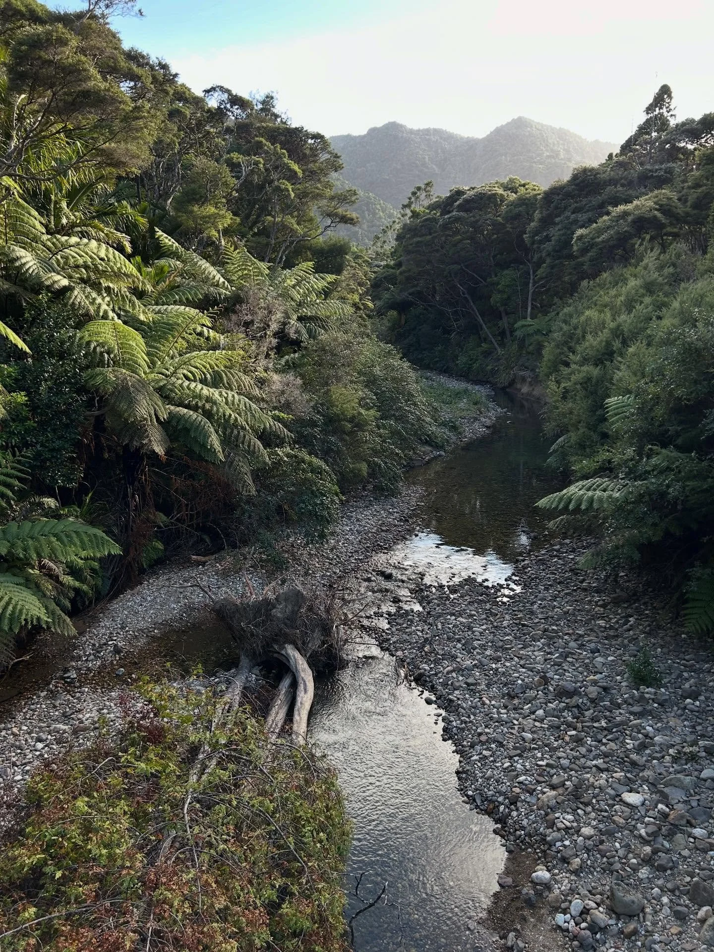Morning light #kaiaraarahut #aoteatrack #greatbarrierisland