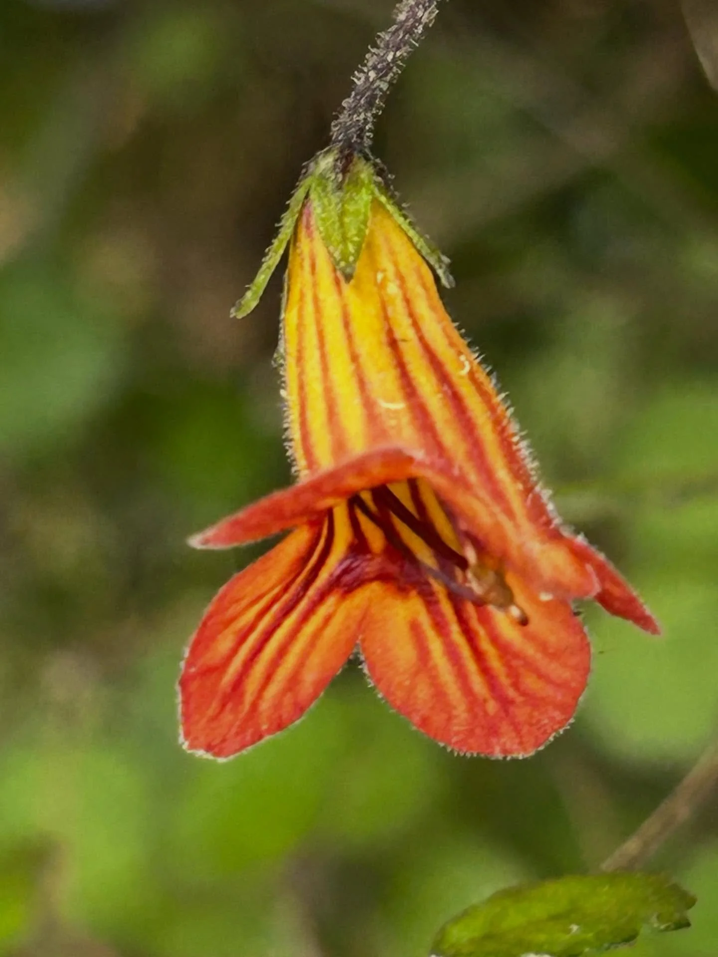 Taurepo #glenfernsanctuary