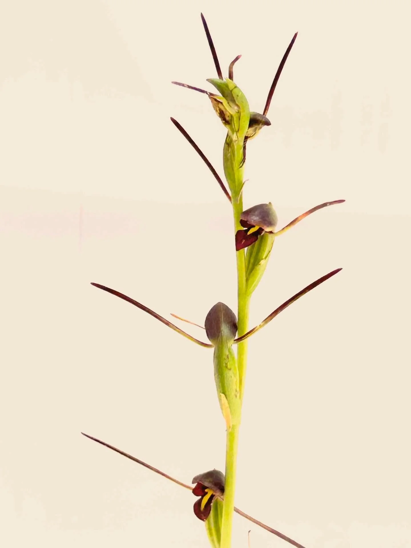 Dramatic looking NZ horned orchid, with a piece of paper for background #nzorchids #aoteagreatbarrierisland