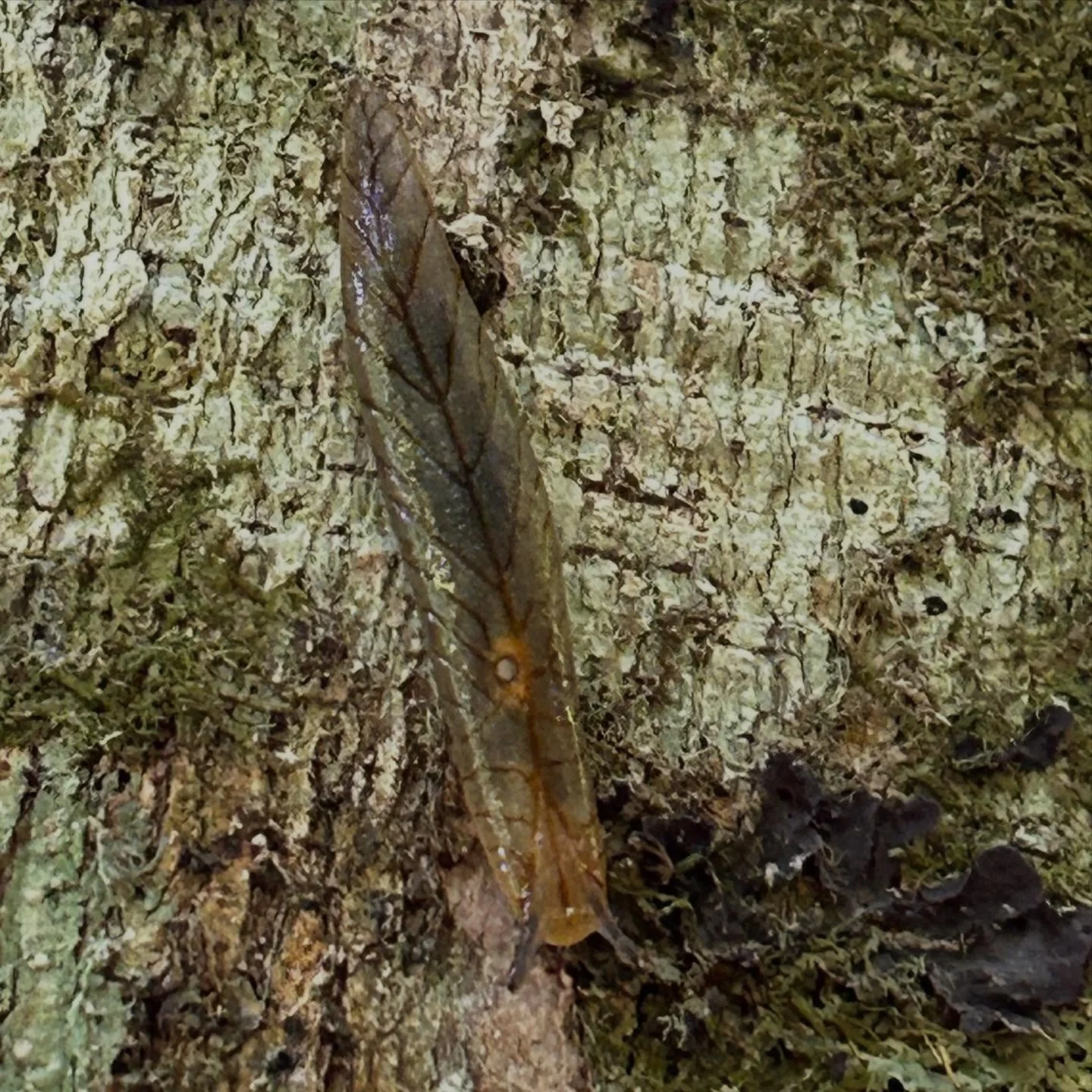 Some invertebrates of Aotea Great Barrier Island - leaf-veined slugs and stick insects.

I marvel at the patterning and colours of leaf vein slugs, especially the ones with the orange markings. 

I was surprised to encounter quite a few stick insects