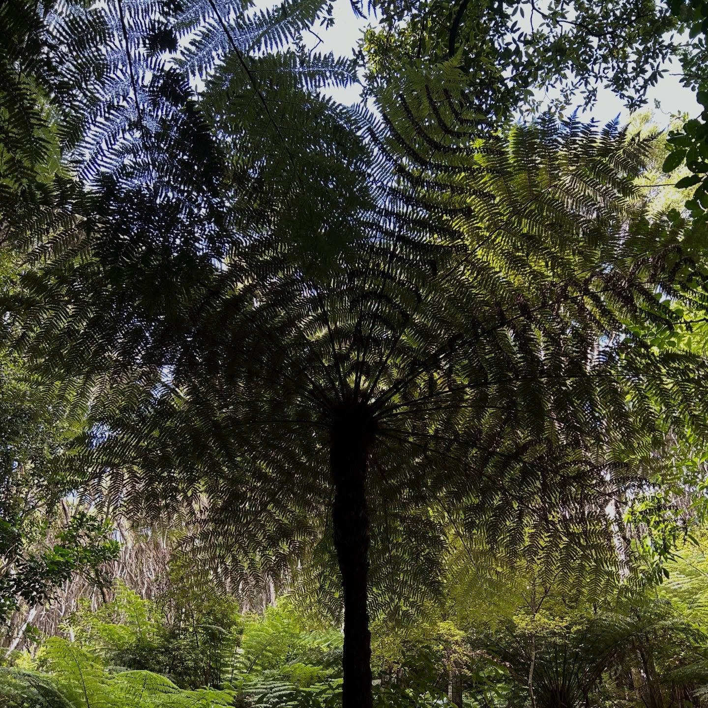 The beauty of a regenerating forest - tree ferns and kanuka/ manuka #aoteatrack #aoteagreatbarrierisland #nztrees