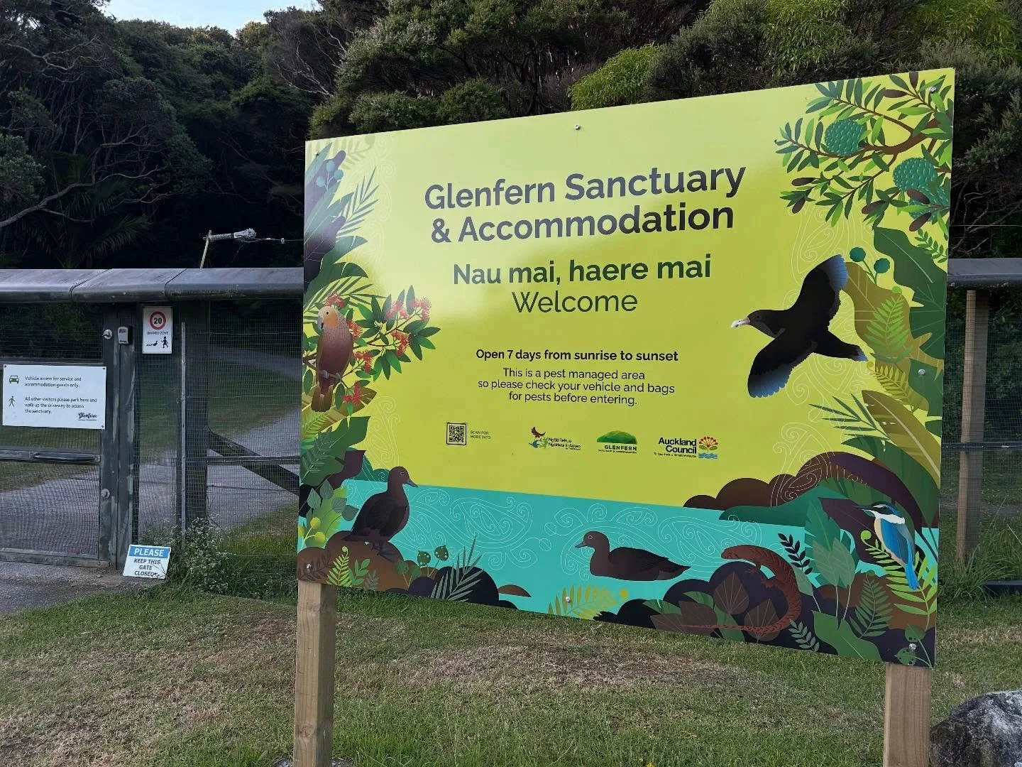 Highly recommend a stay at Glenfern Sanctuary. Apart from the fact that by paying for accommodation you are supporting the work of this sanctuary, it was so beautiful there. We lingered on the loop walk to admire ancient puriri trees, some of us swam