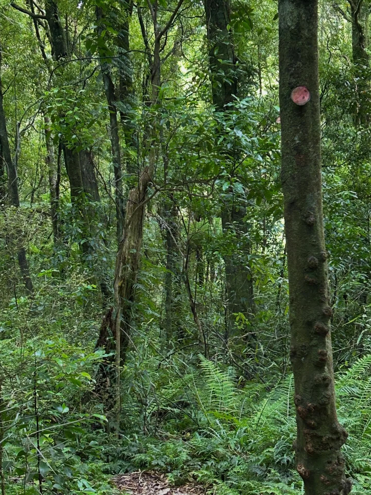 Following the old trails #alwaysbenaturing #nztramping