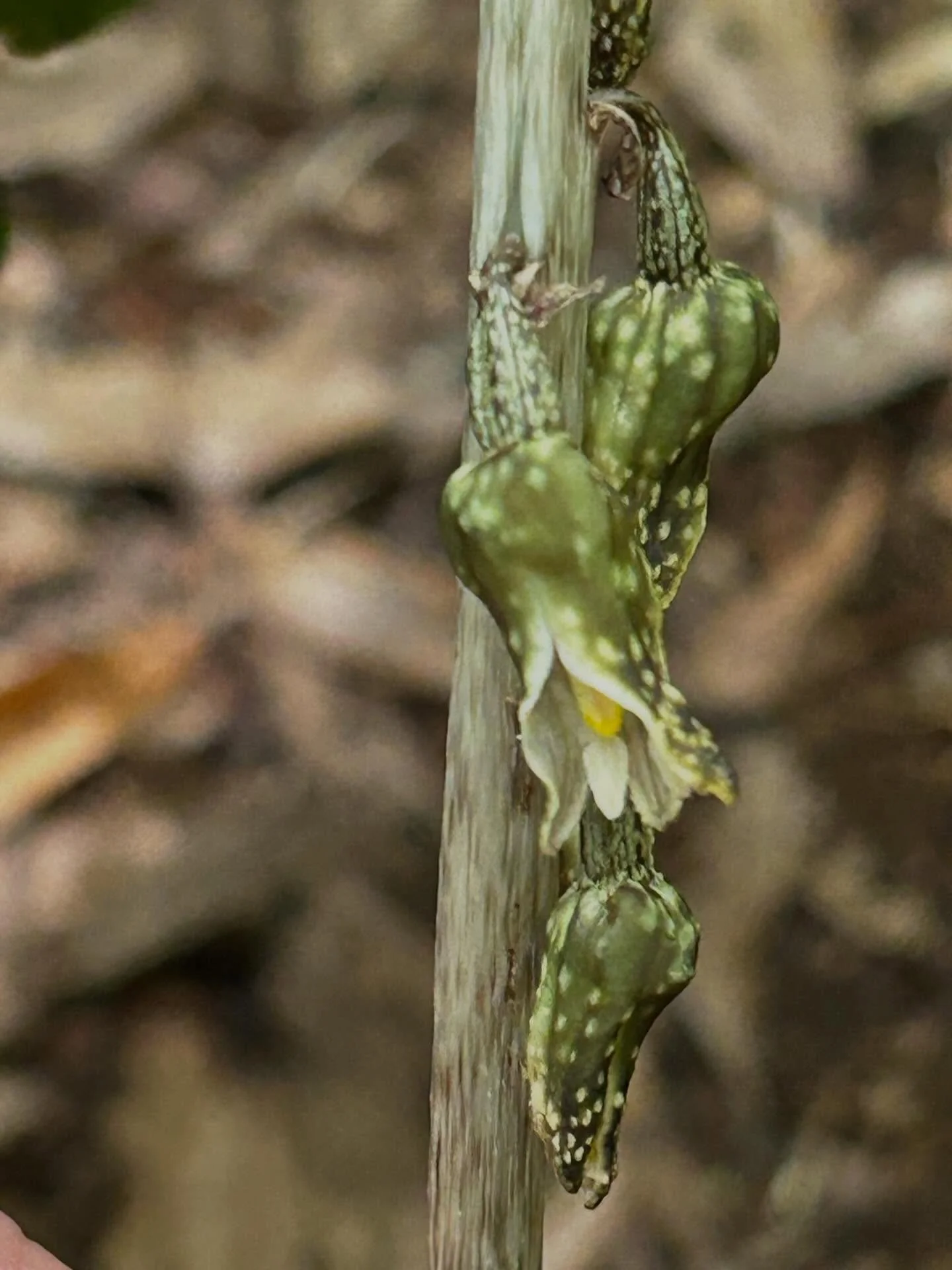 Hard to spot a Gastrodia orchid, but turns out gaiters are just the right kind of background to focus the camera!
Without leaves, they don&rsquo;t make chlorophyll; instead they rely on a symbiotic relationship with fungi to grow. This one was about 