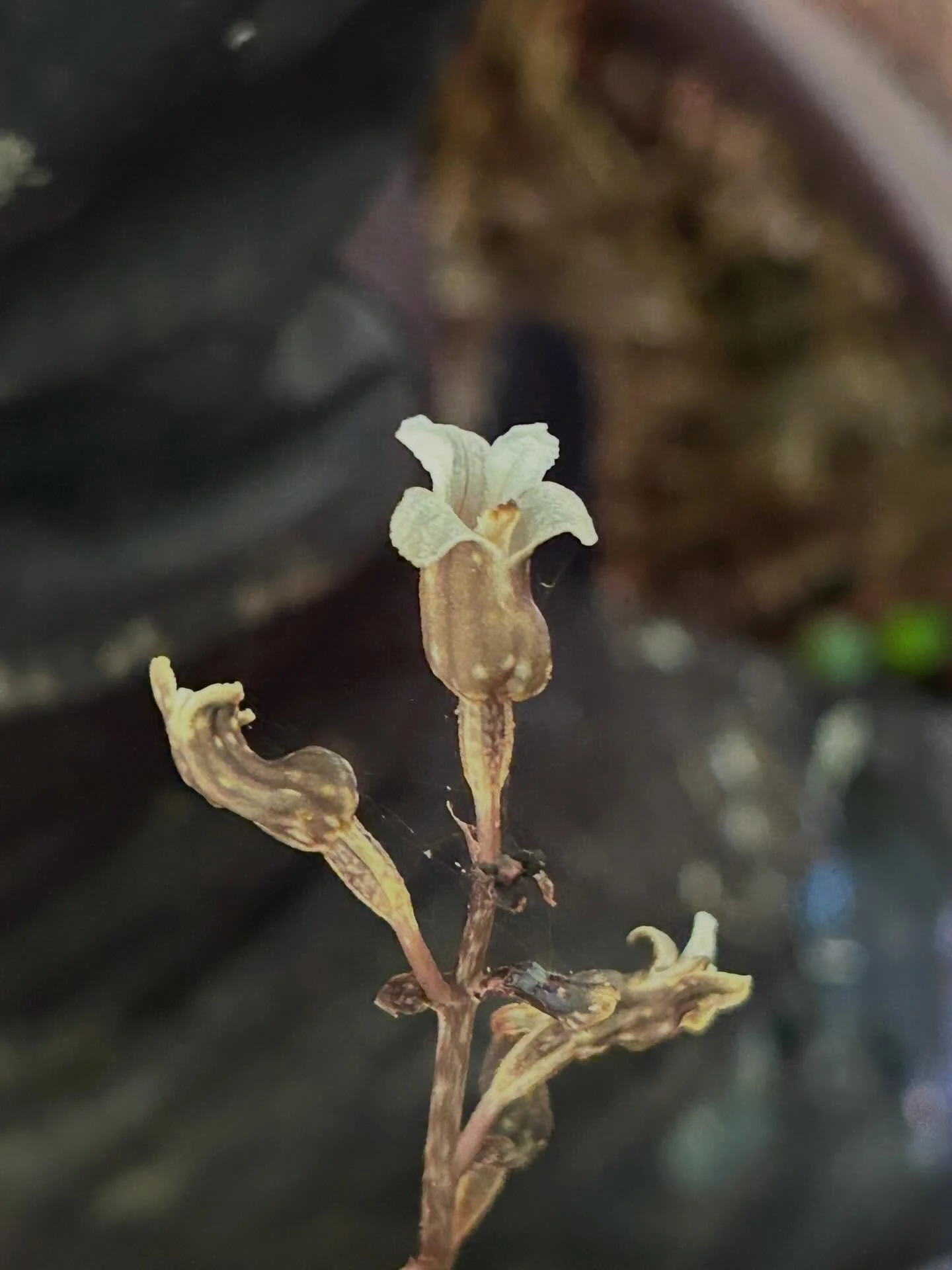 Another Gastodia orchid. #gastrodiacunninghamii #nzorchids #akatarawaforest #wednesdaytrampers