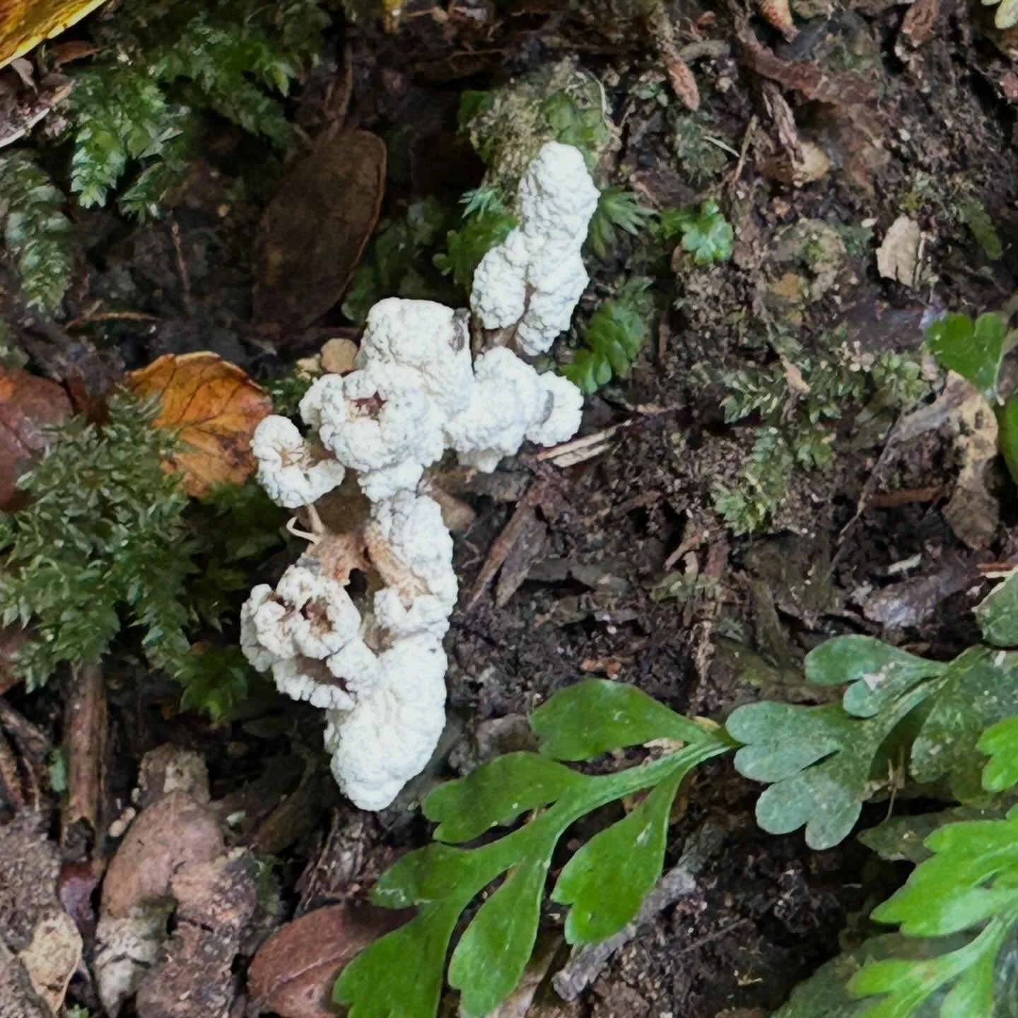 All the white things I found on my nature walk, when I stopped to look more closely. Fungi, slime mould, orchids. Stop and look. #alwaysbenaturing #naturewalks #nzorchids #nzfungi #wednesdaytrampers
