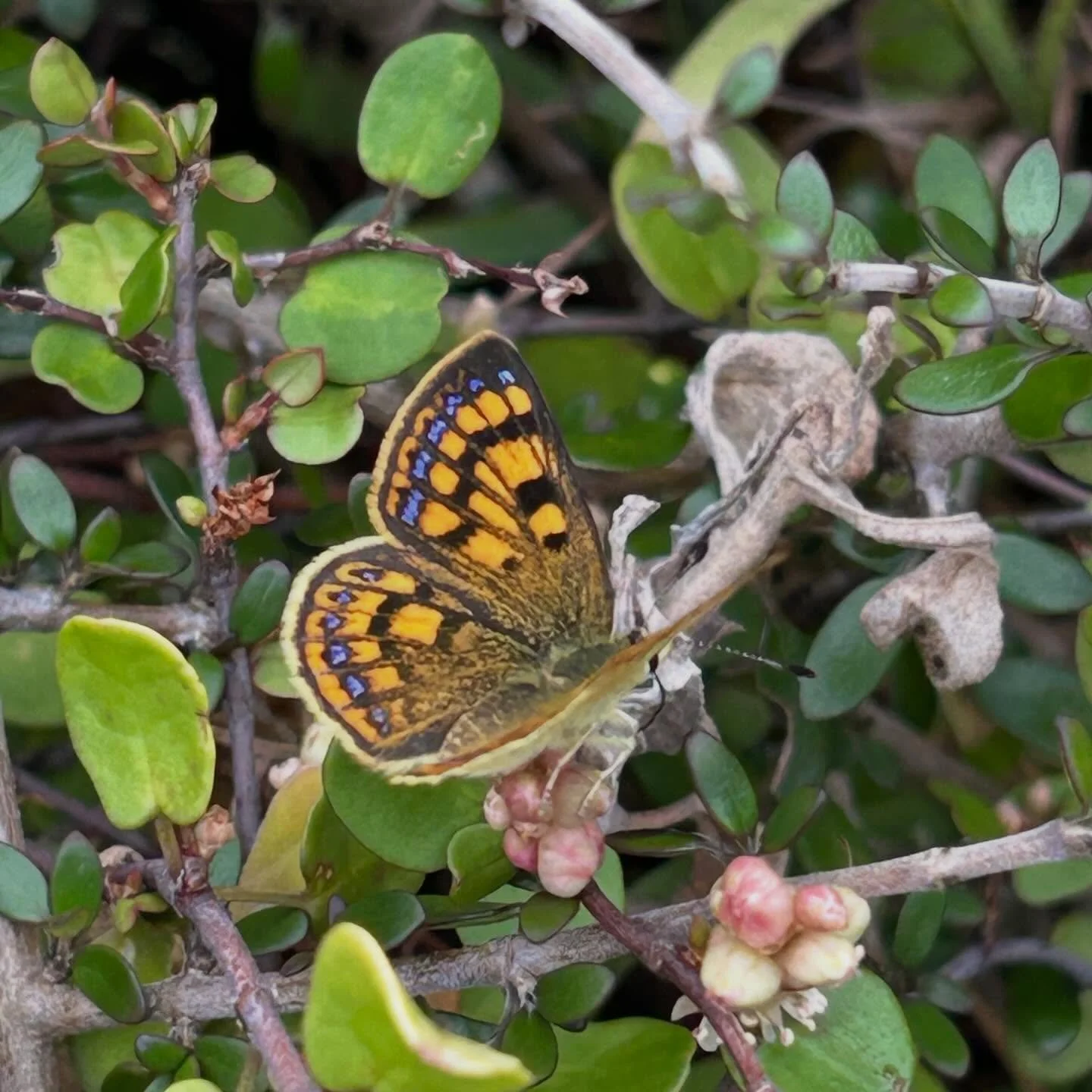 Today&rsquo;s butterfly count - 7 coppers (likely Maui&rsquo;s copper) and 1 small white. Use the Butterfly Count App to enter your butterfly counts this Butterfly Week ending 20 February. #nzinsects #nzbutterflies #nzmothsandbutterfliestrust