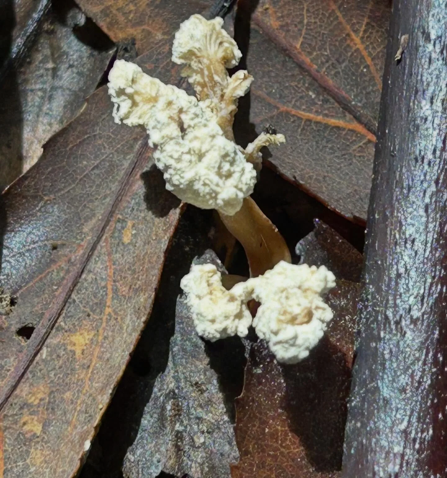 Cicada season means keeping an eye out for these little fungal trees. They are an entomopathogenic fungus that&rsquo;s growing from a cicada nymph underground. It was called Cordyceps sinclairii, now Isaria sinclairii. #nzfungi #nzinsects