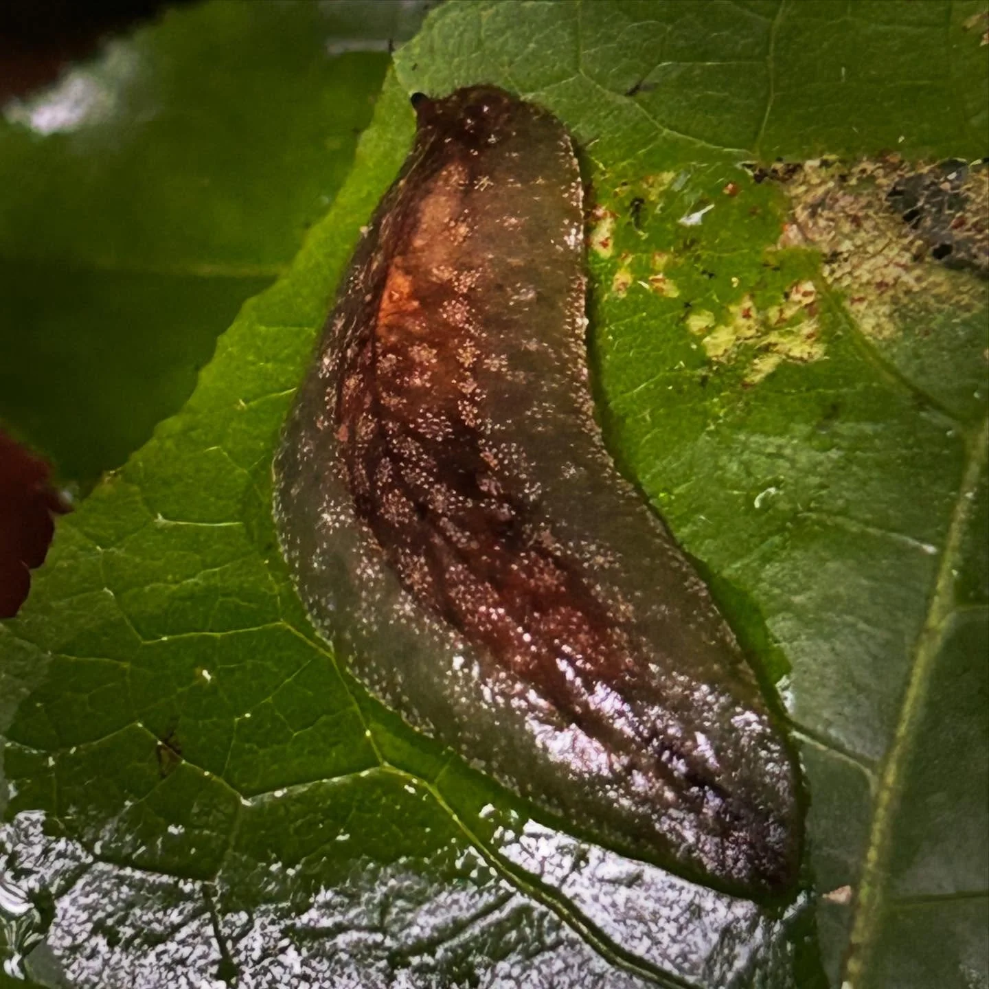 Stunning patterning on this native leaf vein slug. #alwaysbenaturing #aftertherain #nzbugs #nzslugs