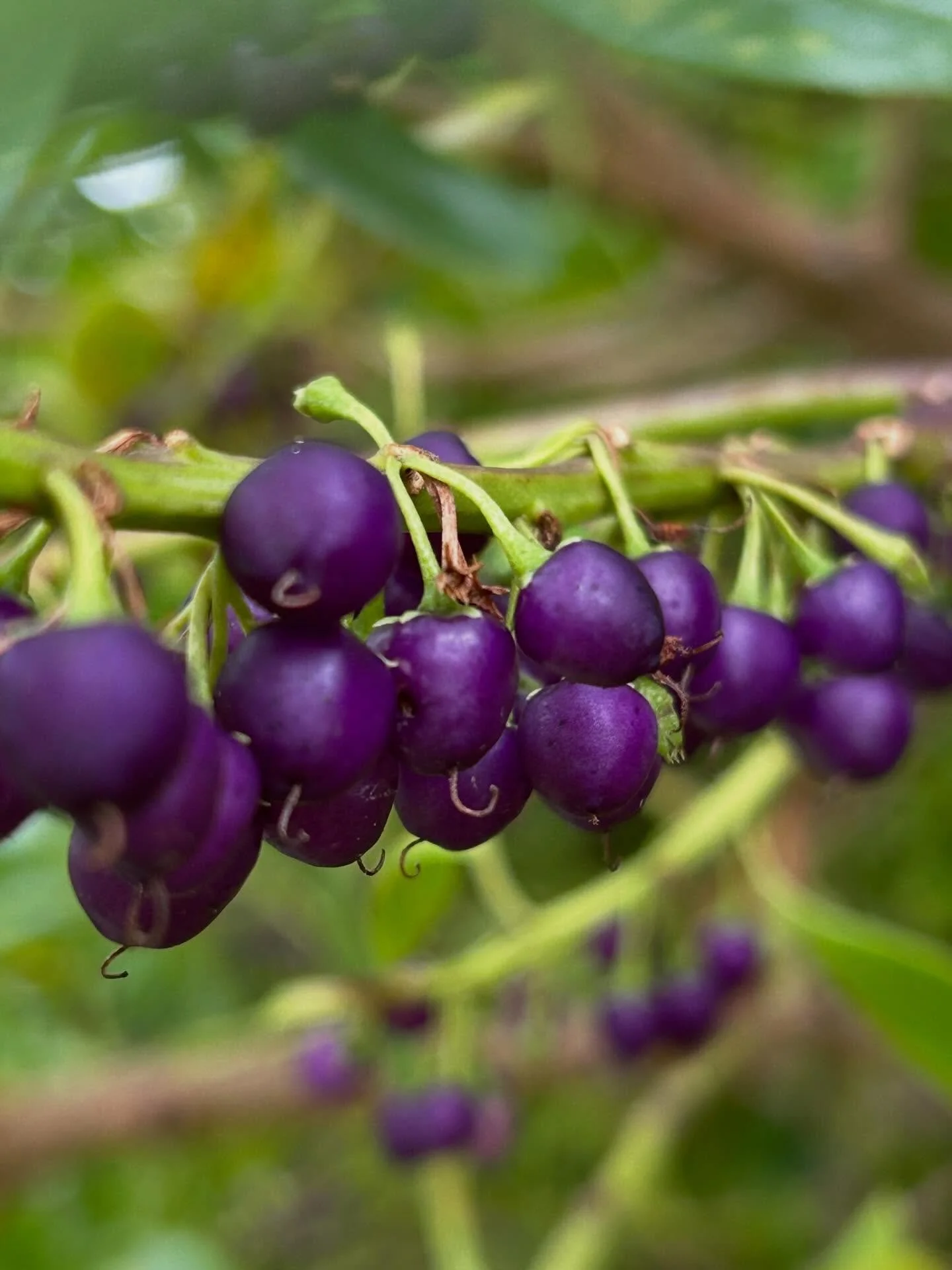 So many berries and seeds about now. The birds are very happy!