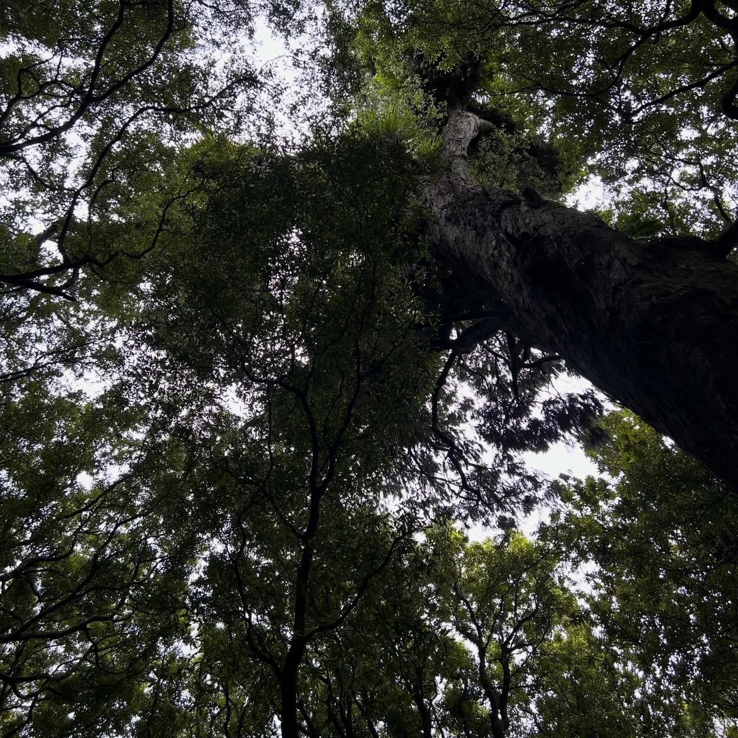 Resting below the giant rimu #alwaysbenaturing #forestbathing