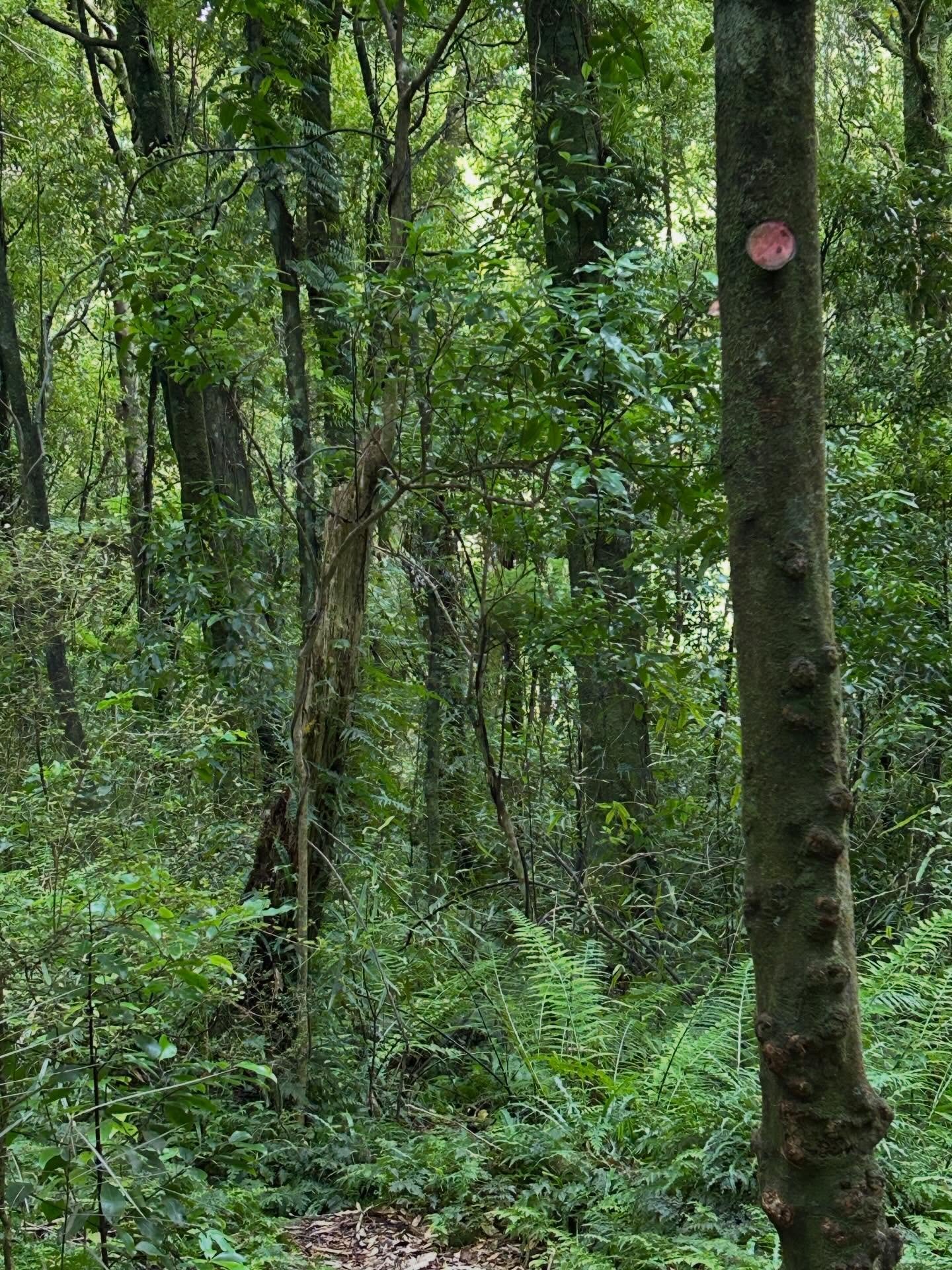 Following the old trails #alwaysbenaturing #nztramping