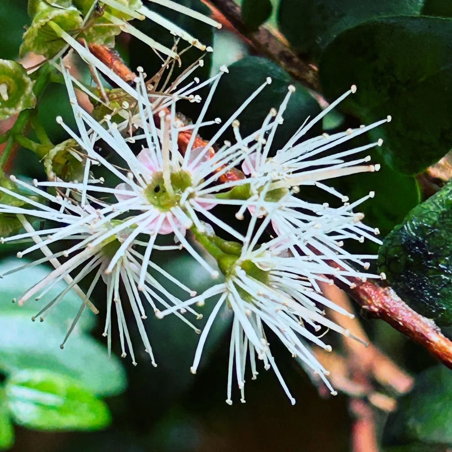 Who needs fireworks to celebrate the coming New Year, when you can stumble across white rātā in the bush! Happy New Year to friends and followers