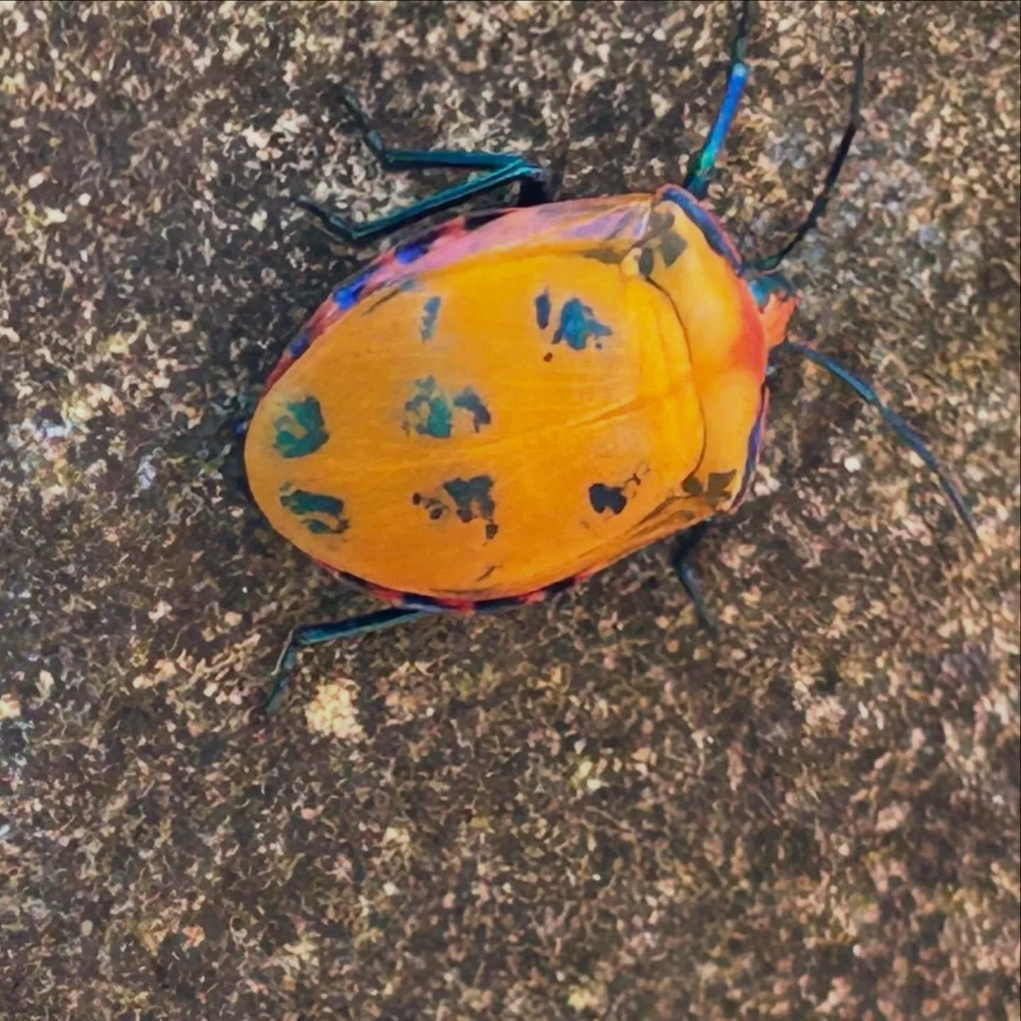 A few Australian beetles