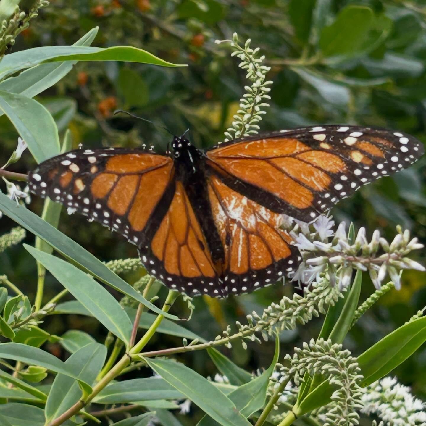 Today&rsquo;s butterfly count at our community garden was 2 monarch butterflies and 2 small white. Surprised not to find red or yellow admirals this year. #butterflycount #nzbutterflies #mothsandbutterfliesnztrust #NZbutterflycount2026