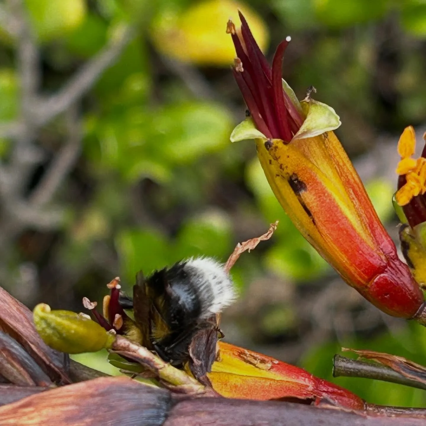 Whose back end is this? Bumblebee!
Years ago I created several &lsquo;Whose&rsquo; books - whose beak, feet and home. Back end would have been a popular theme with kids!
#nzinsect