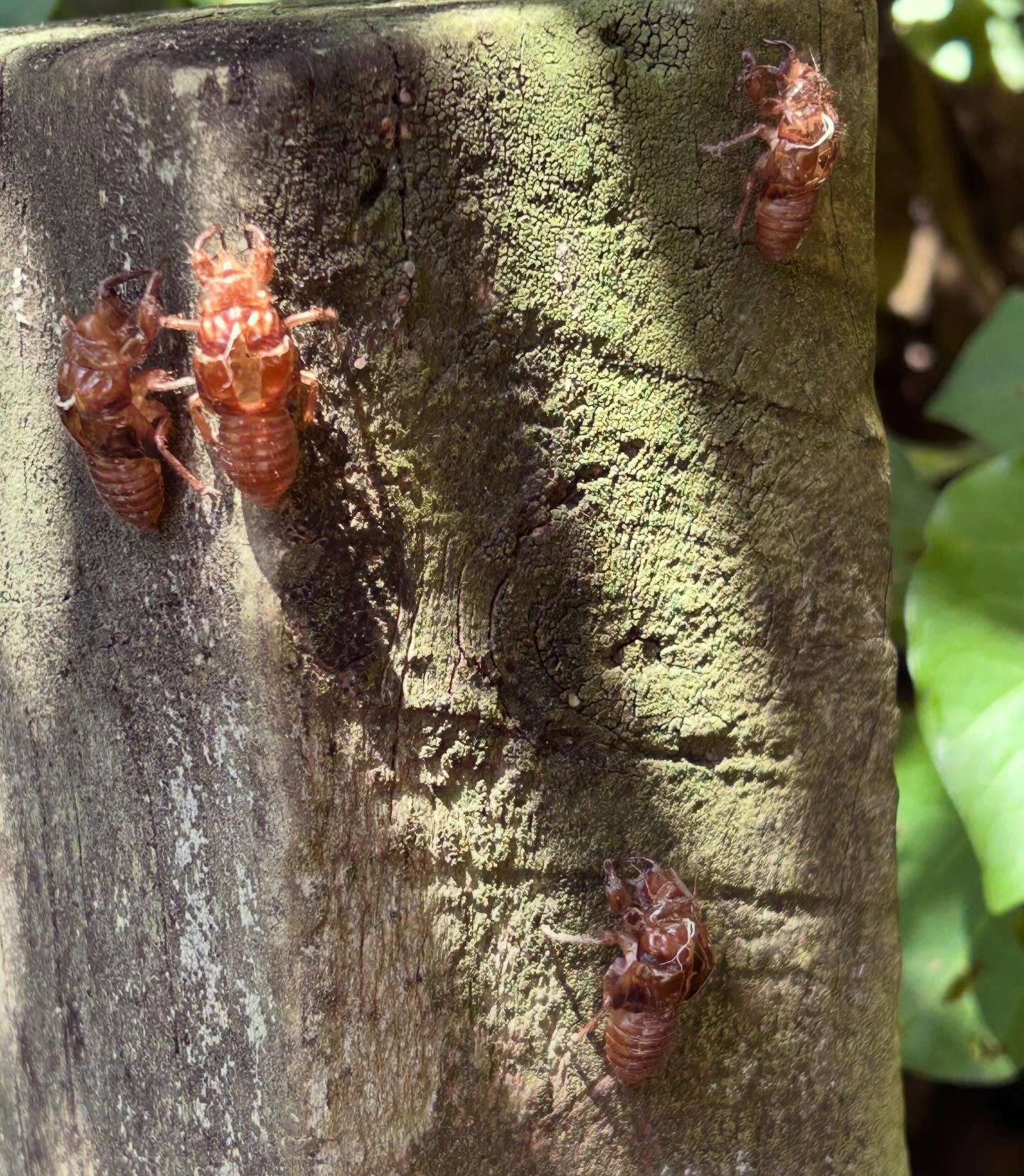 The garden is thrumming and clicking with chorus cicadas. They&rsquo;ve marched up posts, trees and even twigs leaving their exoskeleton husks hanging. They&rsquo;re the sound of summer. 
#summerinaotearoa #thesoundofsummer #nzinsects #choruscicada