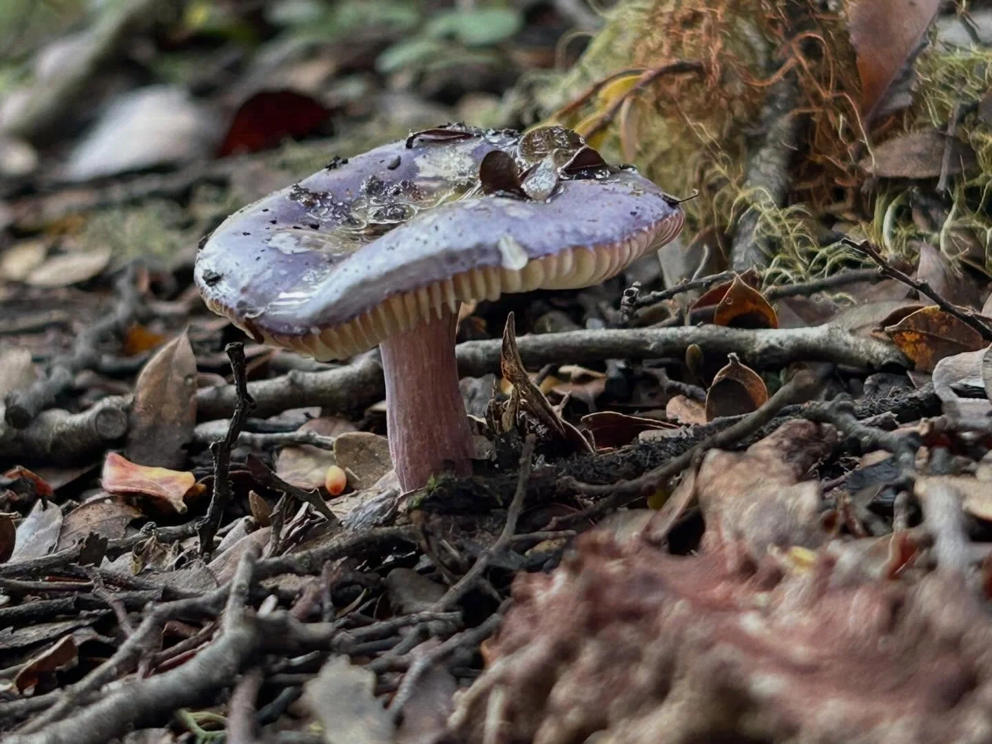 Looks like fungi season has begun. #nzfungi #russula #eastharbourregionalpark