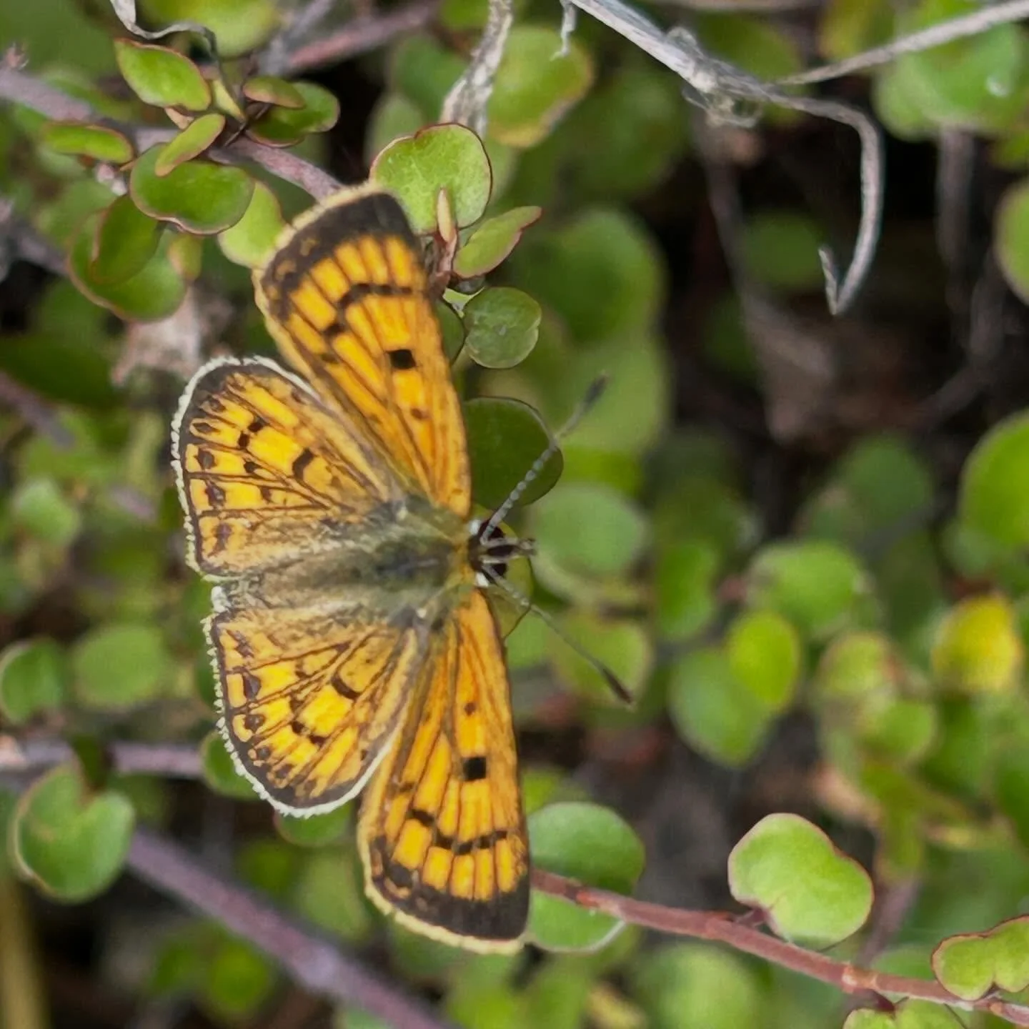 Treasures of the coastal path #nzinsects #nzspiders #atthebeach #thecoastpath #pukeruabay