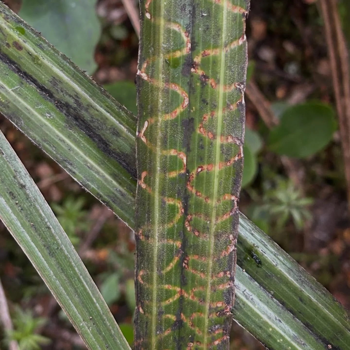 Traces in the leaves
Astelia zigzag moth
larva scribing

#nzinsects #nzmoths