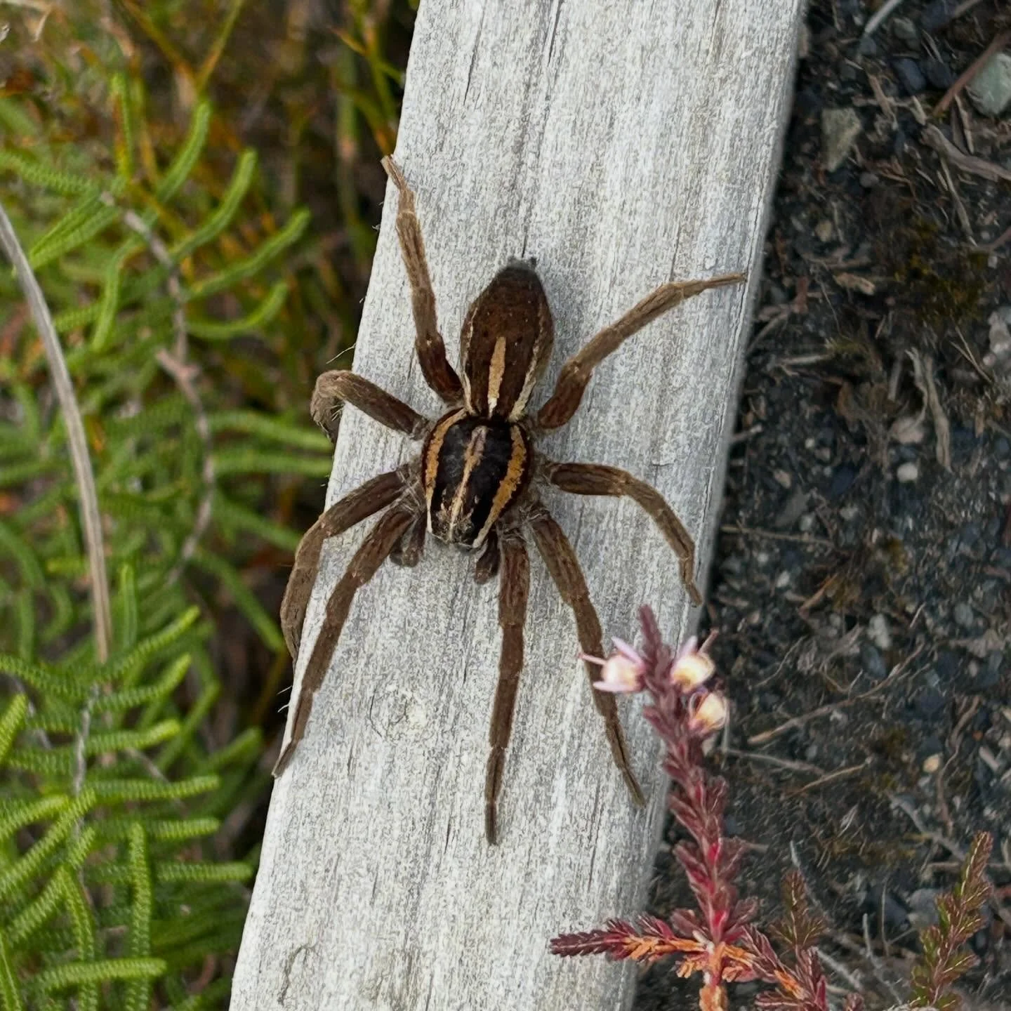 Wildlife on Ruapehu #nzspiders #nzbutterflies #nzgrasshoppers #nzinsects