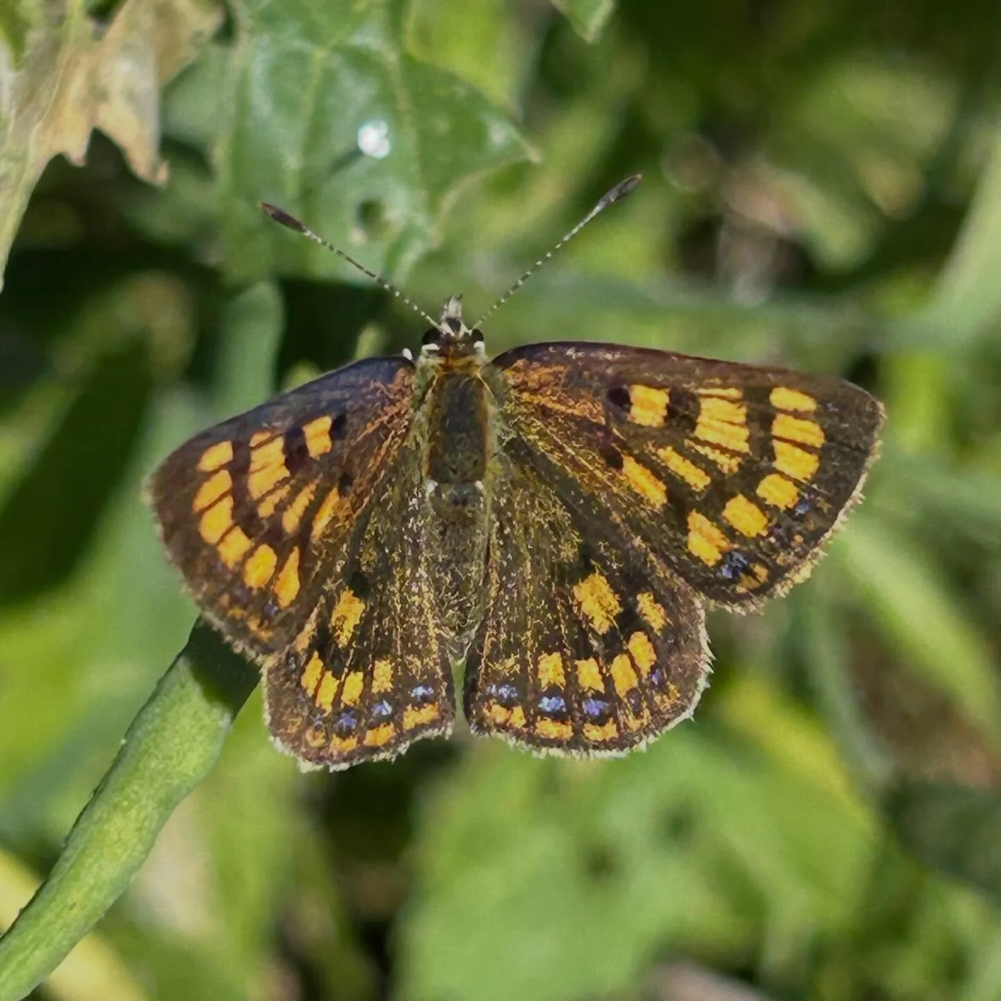 Today&rsquo;s butterflies #nzbutterflies #mothsandbutterfliesnztrust #nzinsects