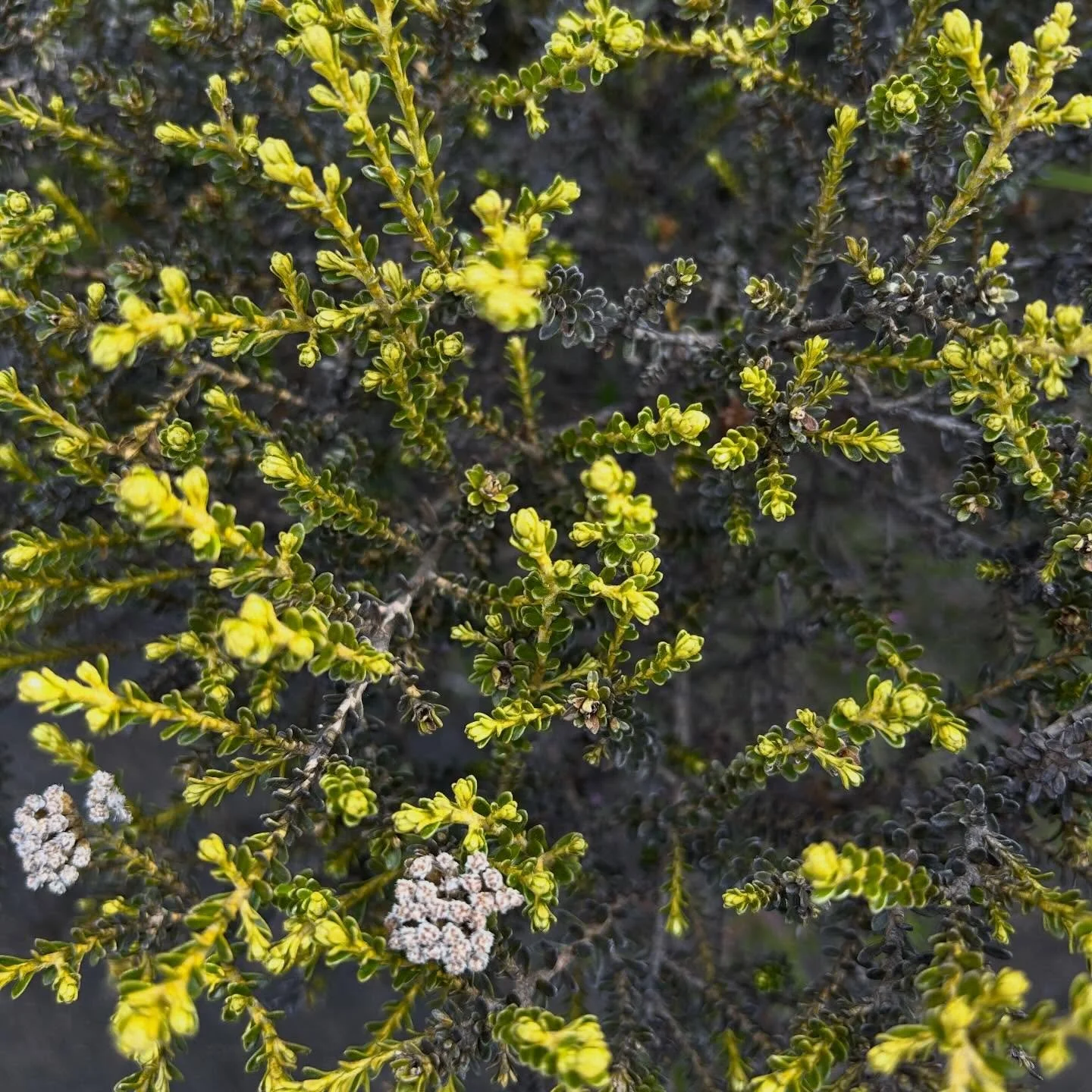 Tiny leaves, red leaves, furry leaves, tough leaves - all strategies that help these plants to live in the harsh environment on volcanoes/ mountains #nzflora #nzalpineplants #tongarironationalpark