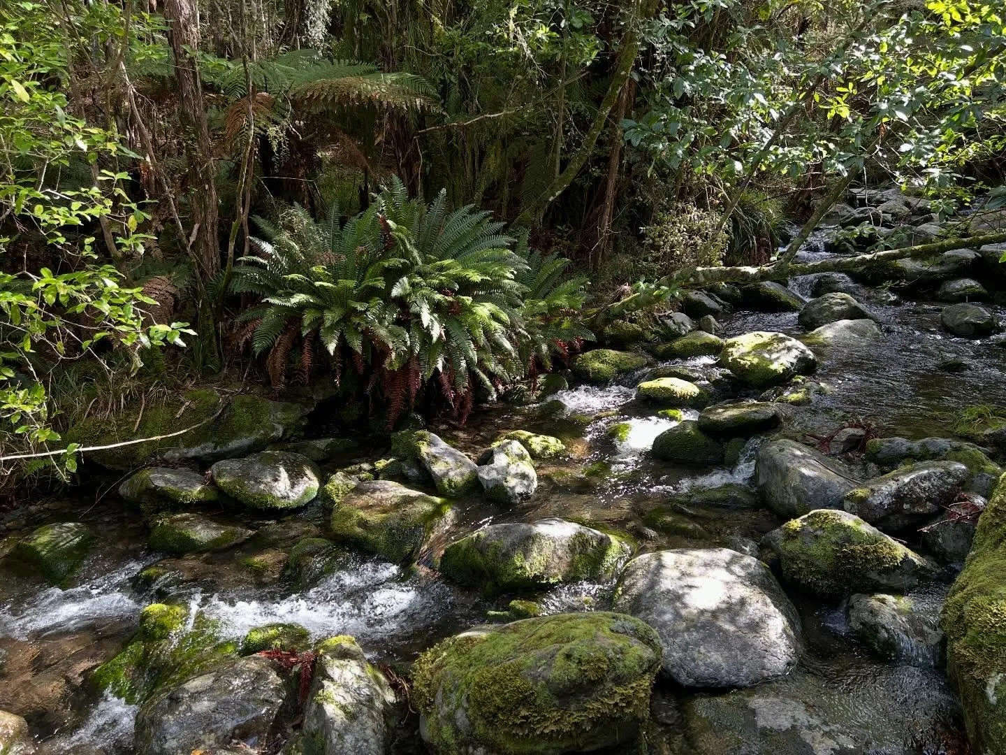 Bush creek #nydiatrack