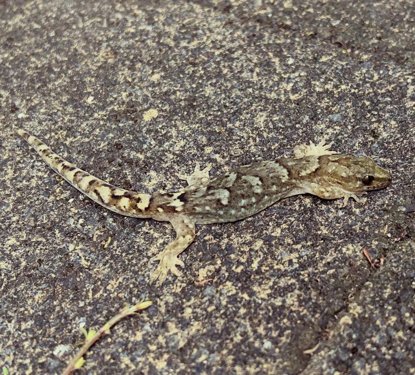 Blending in with the brick work. Raukawa gecko in the early morning. #nzlizards #raukawagecko