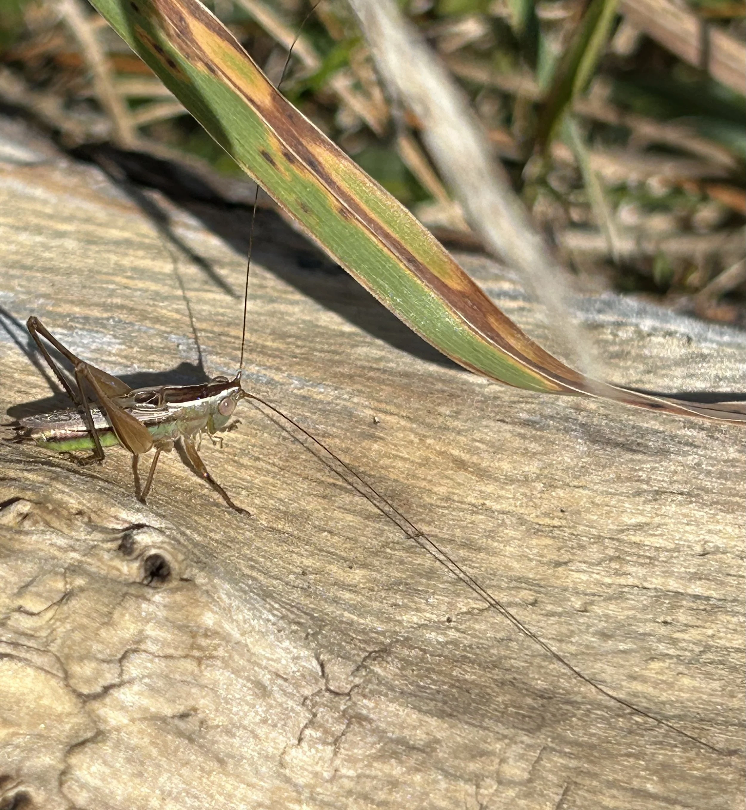 What's the difference? Grasshoppers, Cricket or Katydids — Gillian Candler