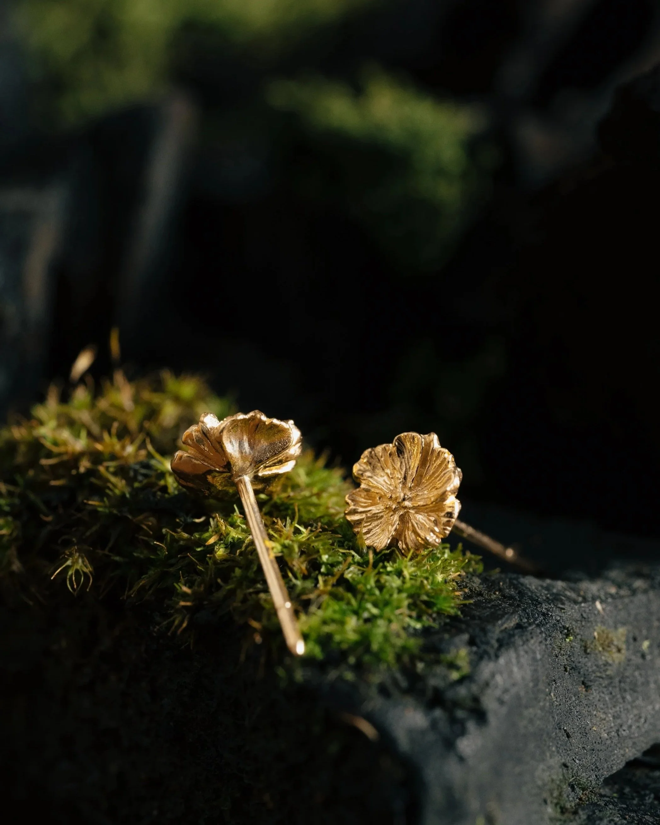 Close-up of tiny mushrooms with golden-brown caps growing on dark, moist ground covered in green moss.