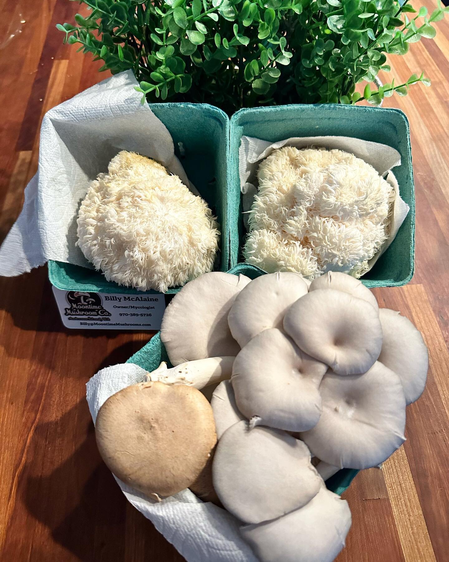 Big thanks to @moontimemushroomco for these amazing fresh mushrooms delivered to our doorstep! Be sure to check them out at The Island Arts Spring Bizzare May 26th 10am-4pm 🍄
.
.
.
.

#lionsmane #blueoyster #kingtrumpet #harvest #andersonisland #and