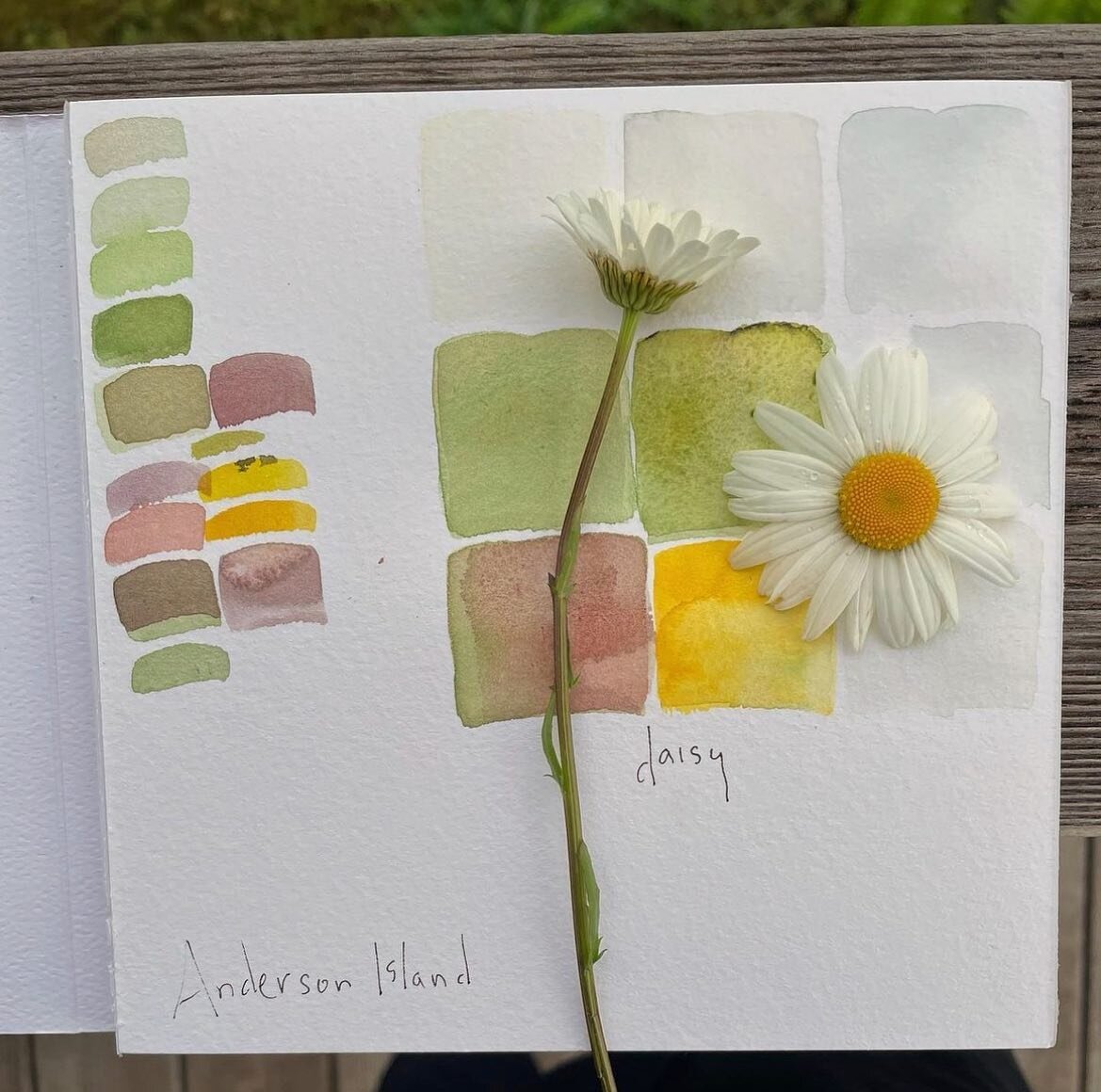 Color swatch painting from @gardenercook using daisies on Anderson Island! It's incredible how she was able to find the colors in the shadows of white petals. Bravo! This is some killer paint color inspiration 🌼🌼 

Let's take a moment to appreciate