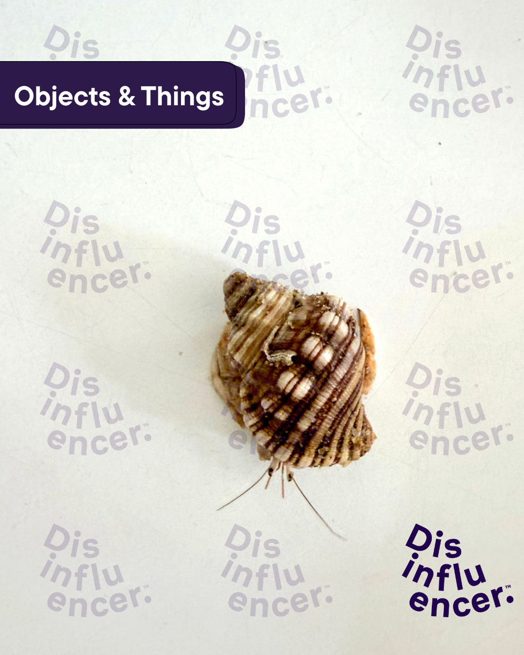 A photo of a Hermit Crab from the disinfluencer inclusive stock library.