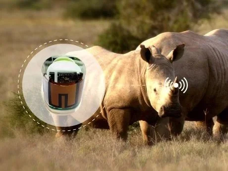 IoT wildlife tracking device with wireless communication technology on animal