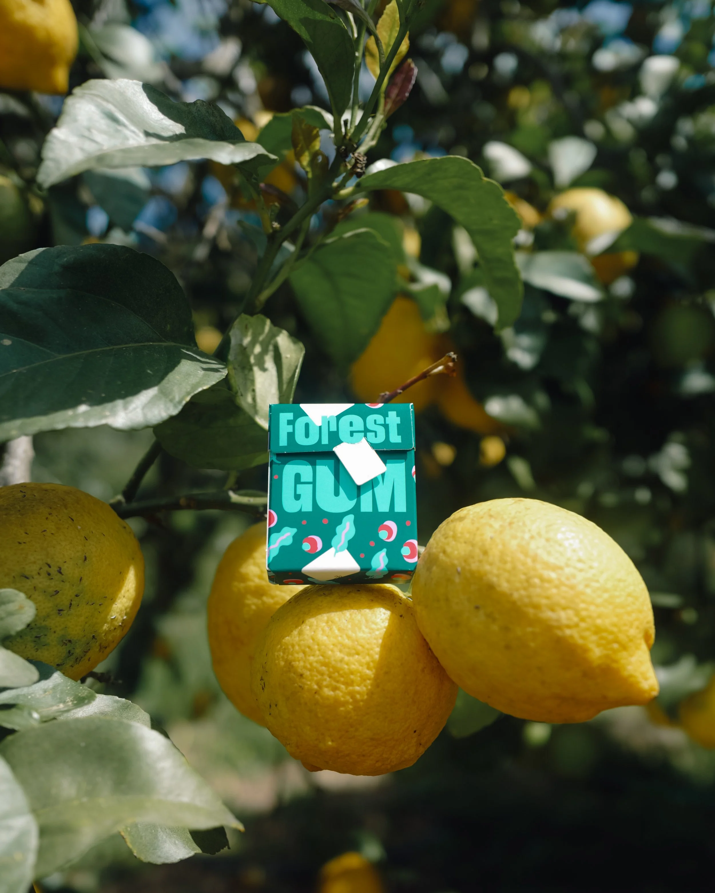 Content Creation for Forest Gum