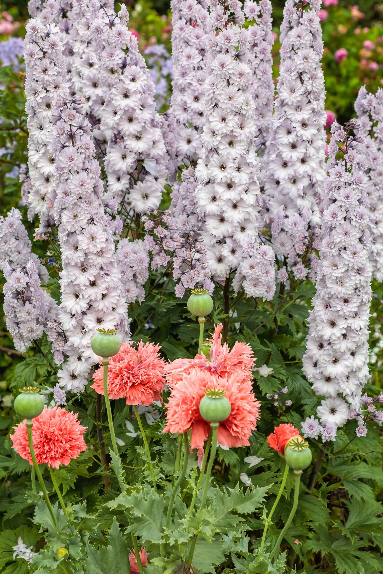 Carolside Gardens