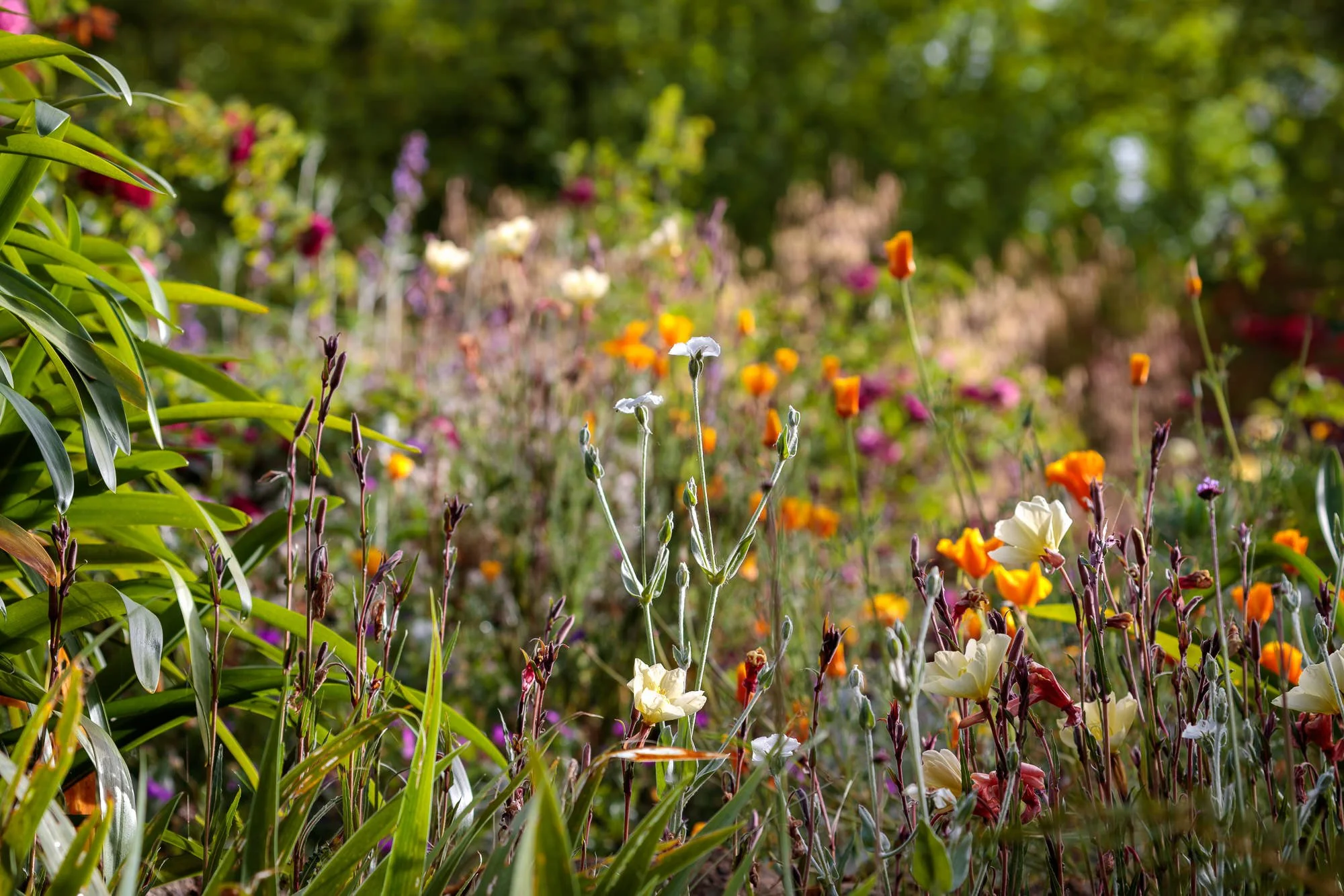 La Corolla Garden