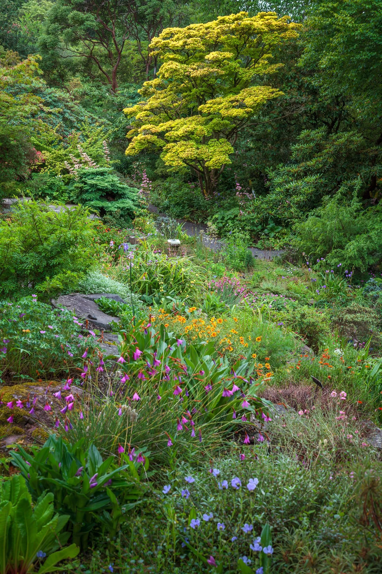Branklyn Garden, Perth, Scotland, UK