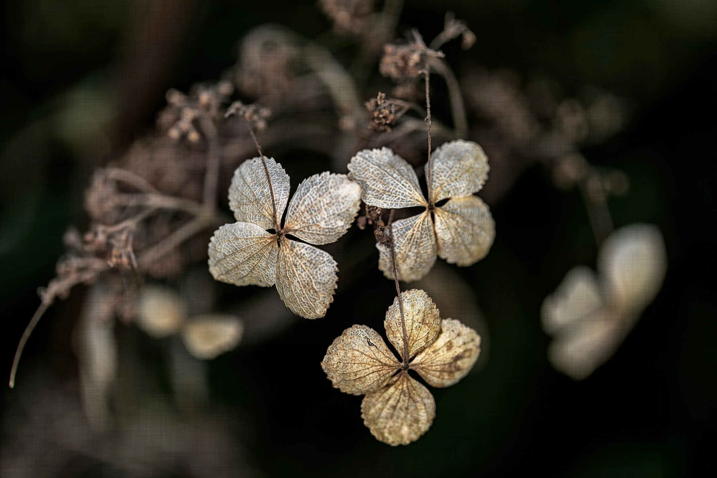 Seasonal scene at La Corolla Garden