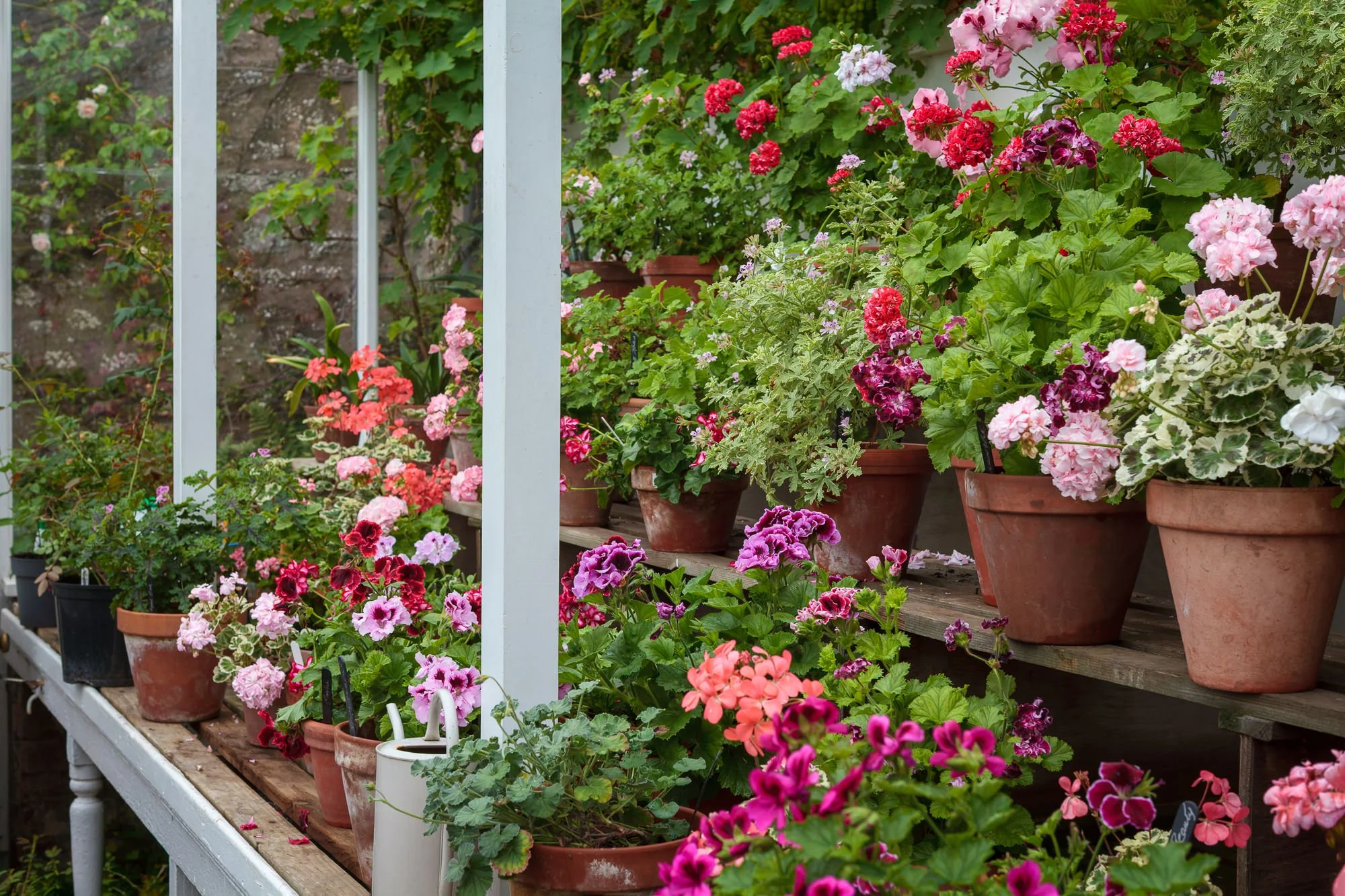 Carolside Gardens