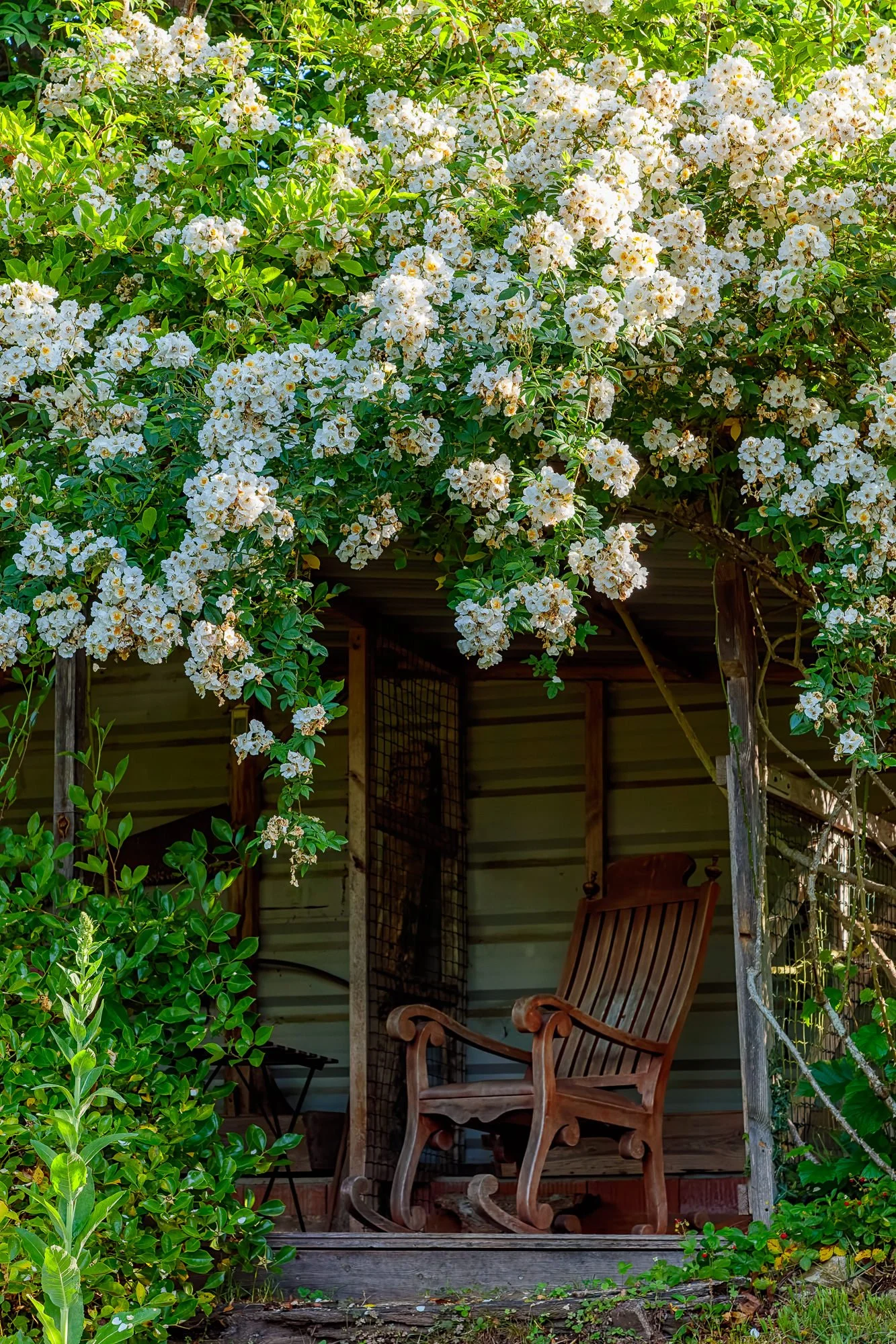 La Corolla Garden