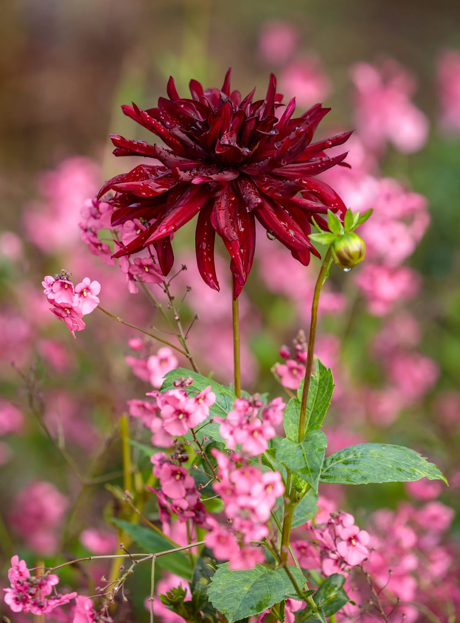 Cholmondeley Castle Gardens