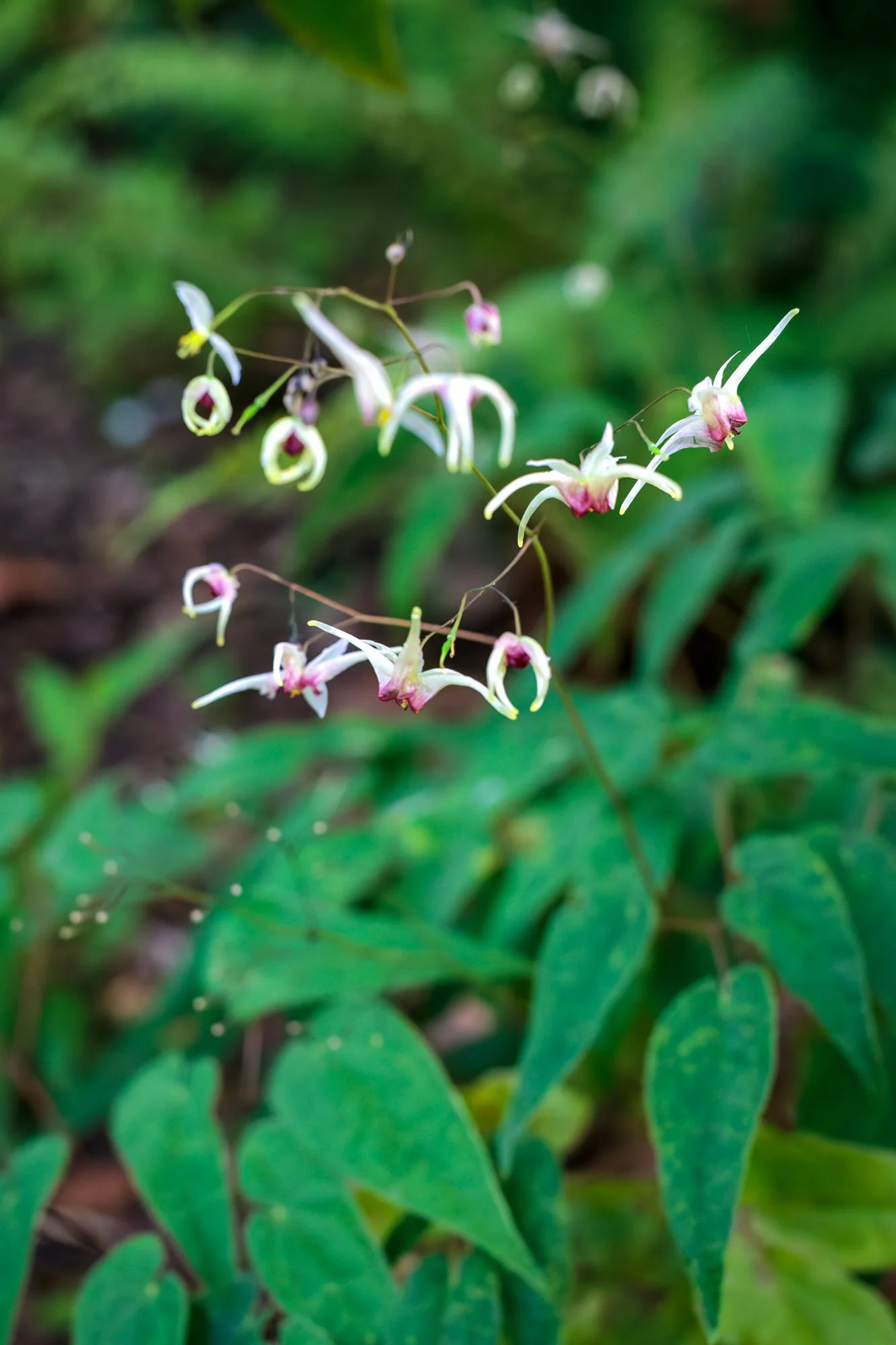 La Corolla Garden